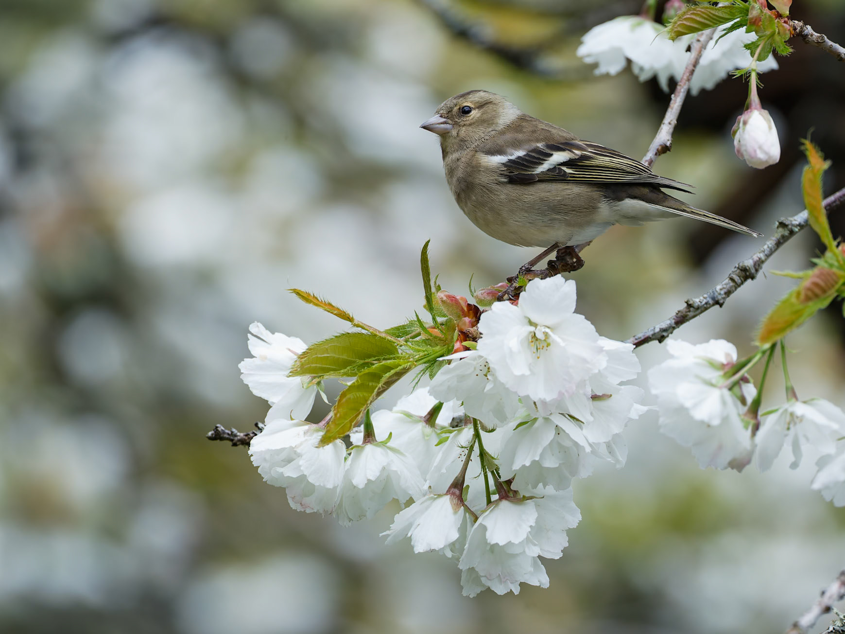Female Chaffinch