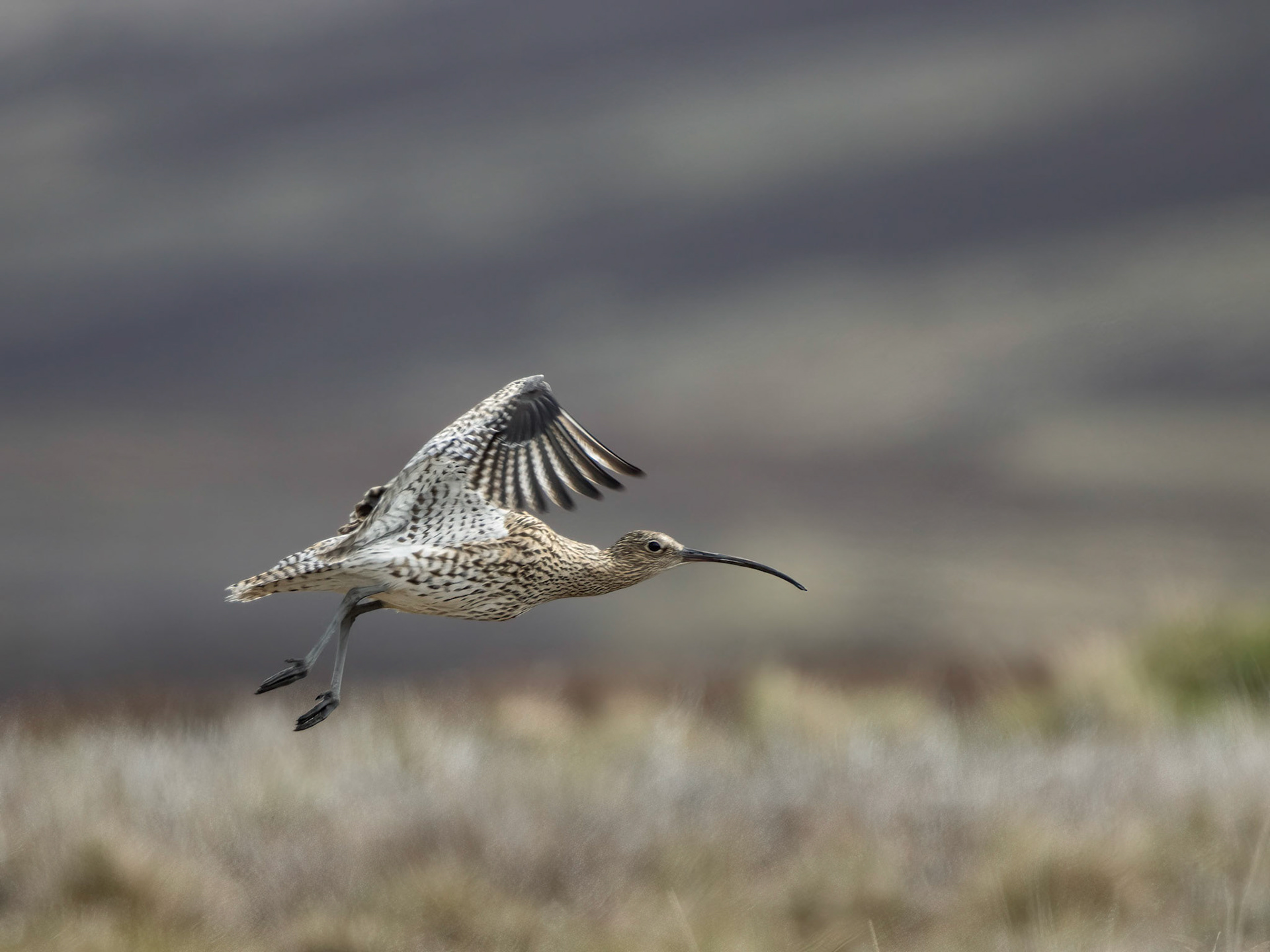 Curlew  ( Numenius arquata)