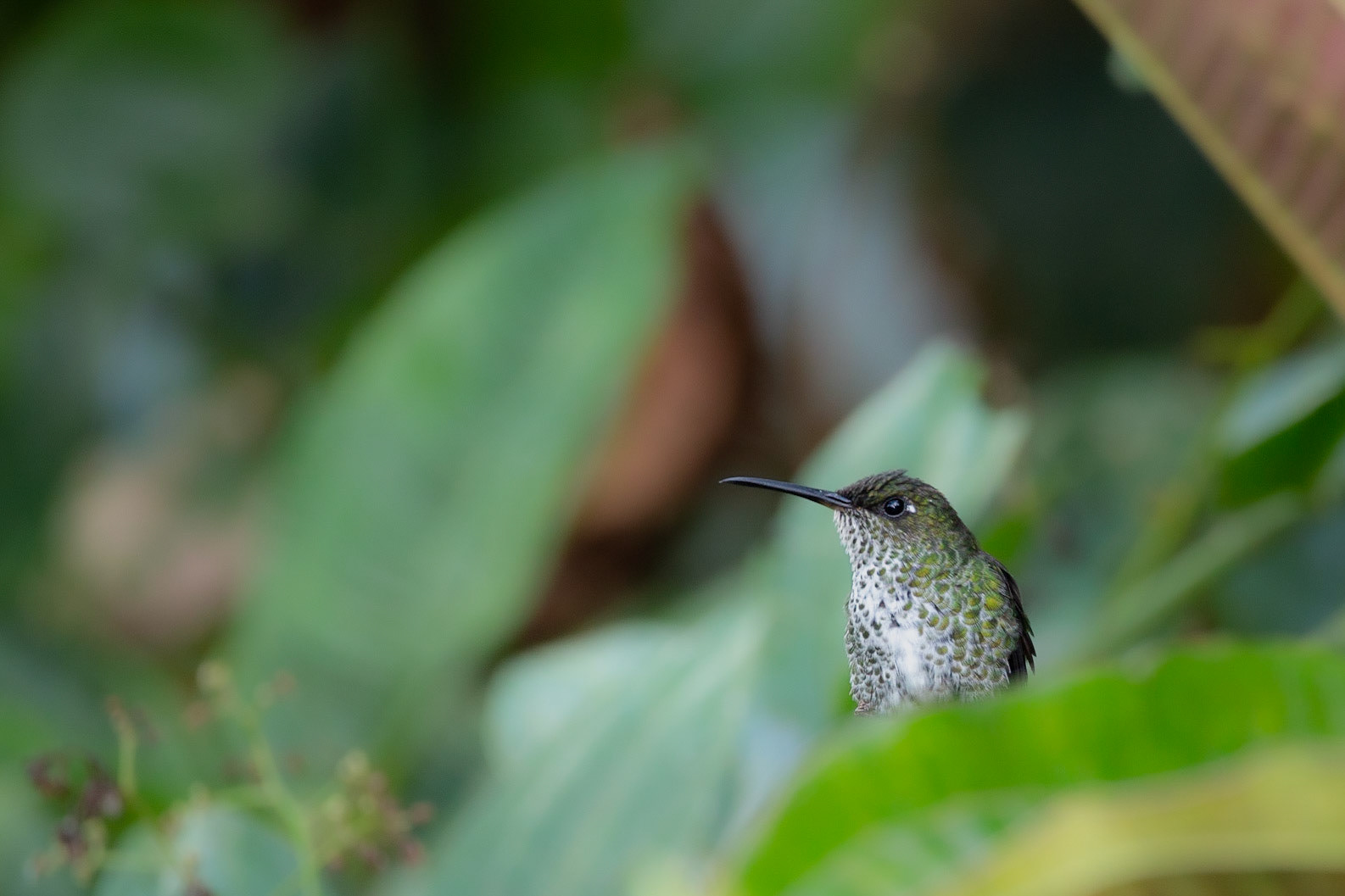 Female White necked Jacobin