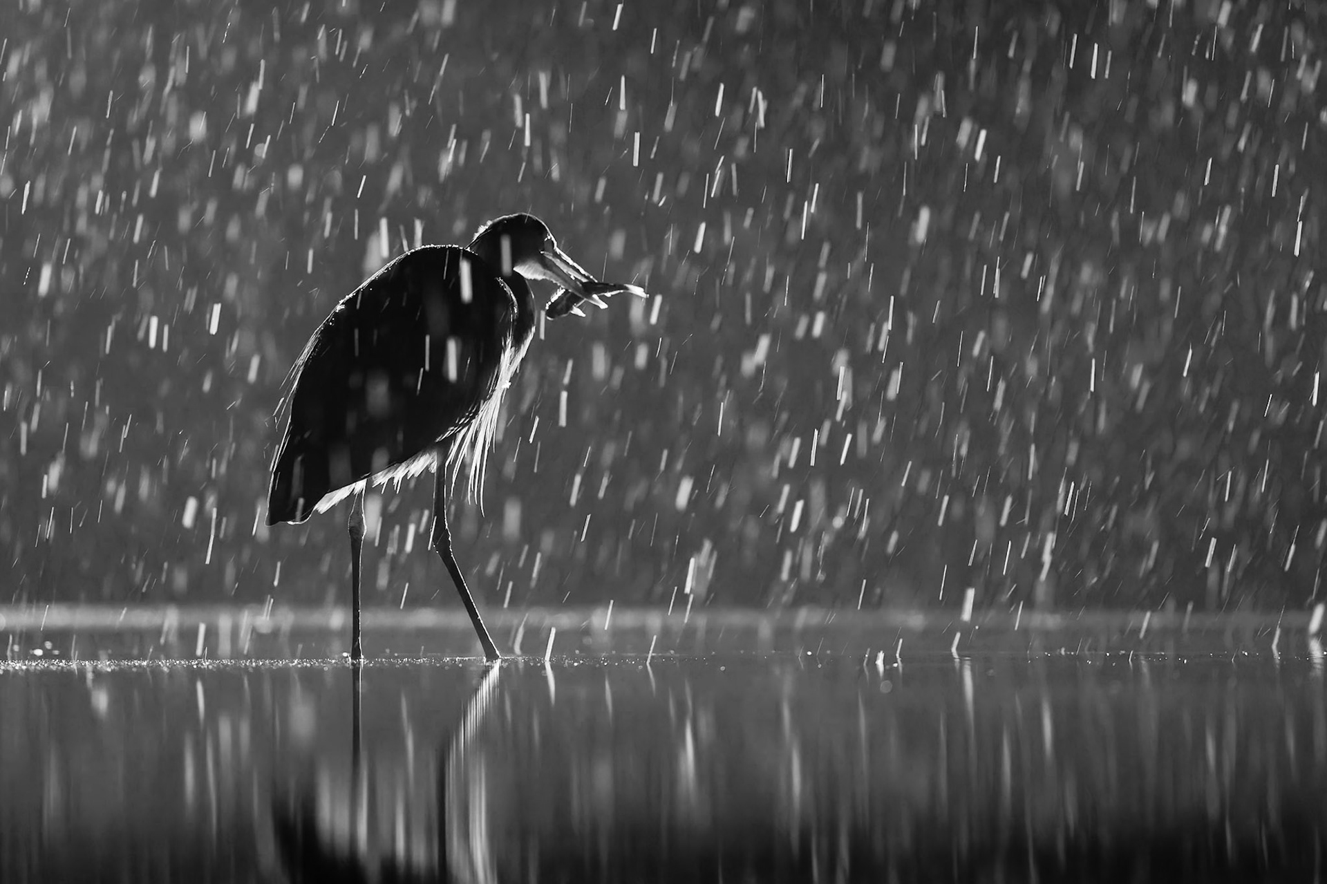 Grey Heron in the snow