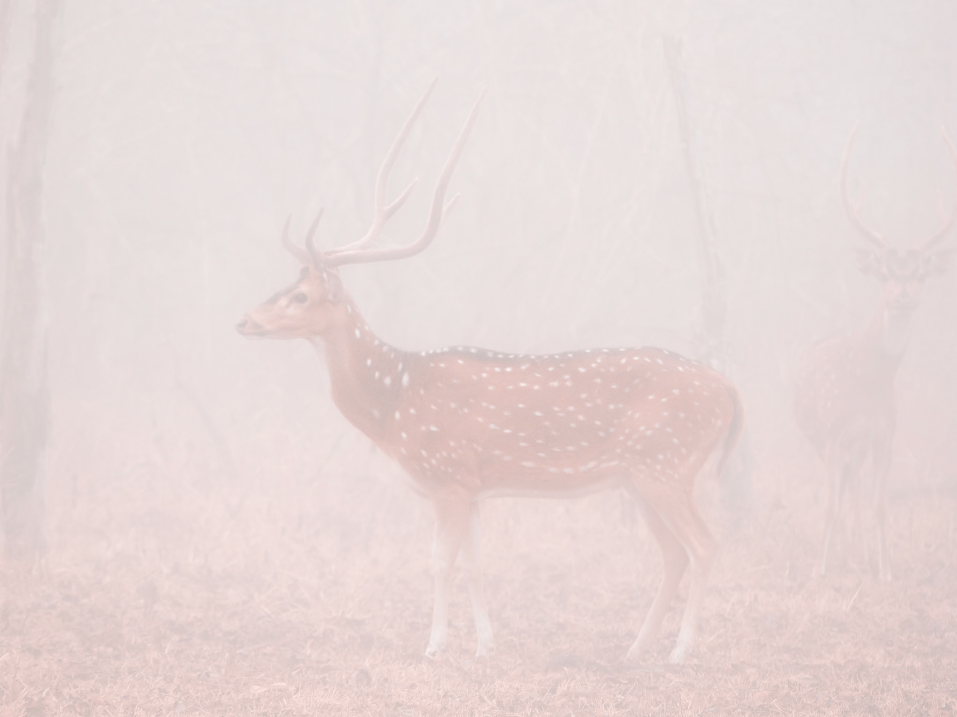 Chital in the fog