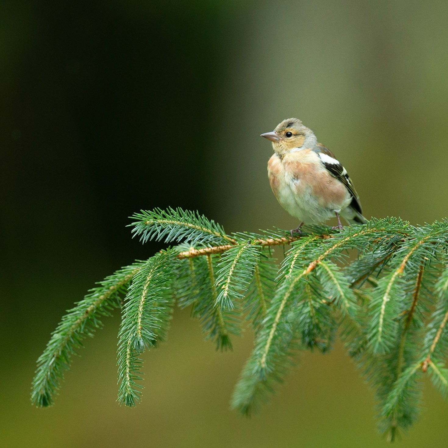 Common Chaffinch ( Fringilla coelebs)