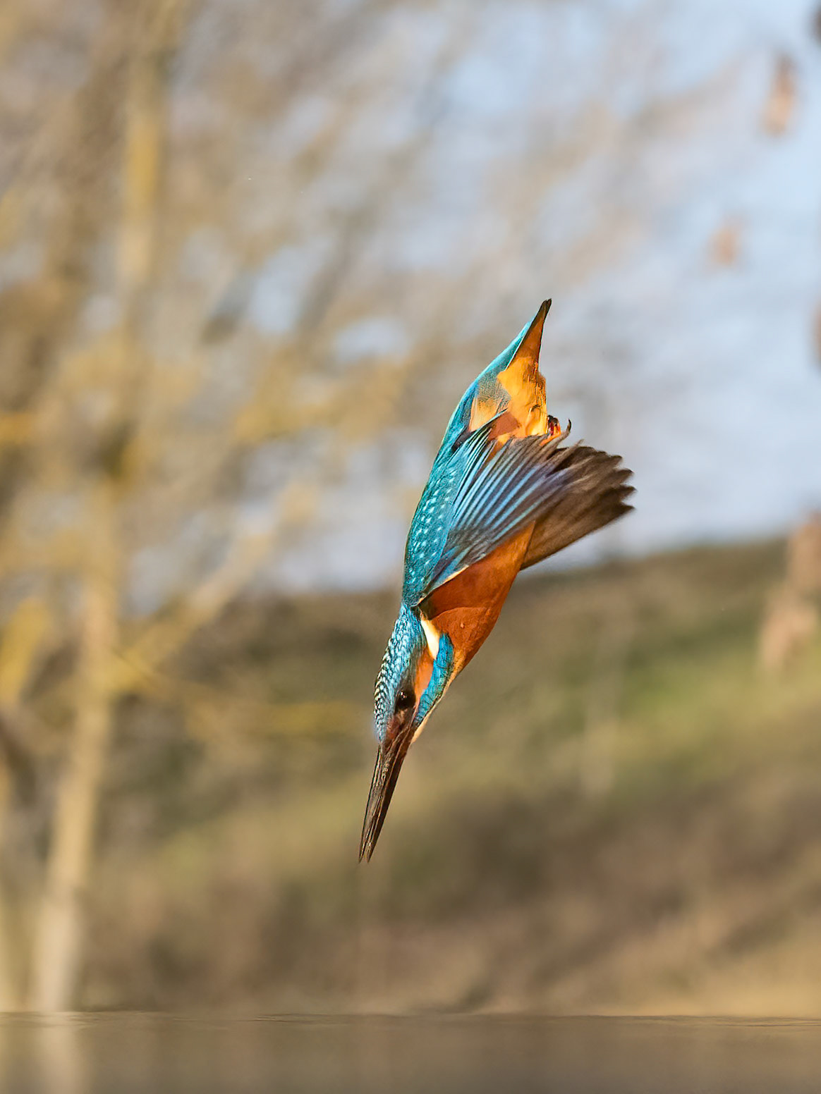 Common Kingfisher