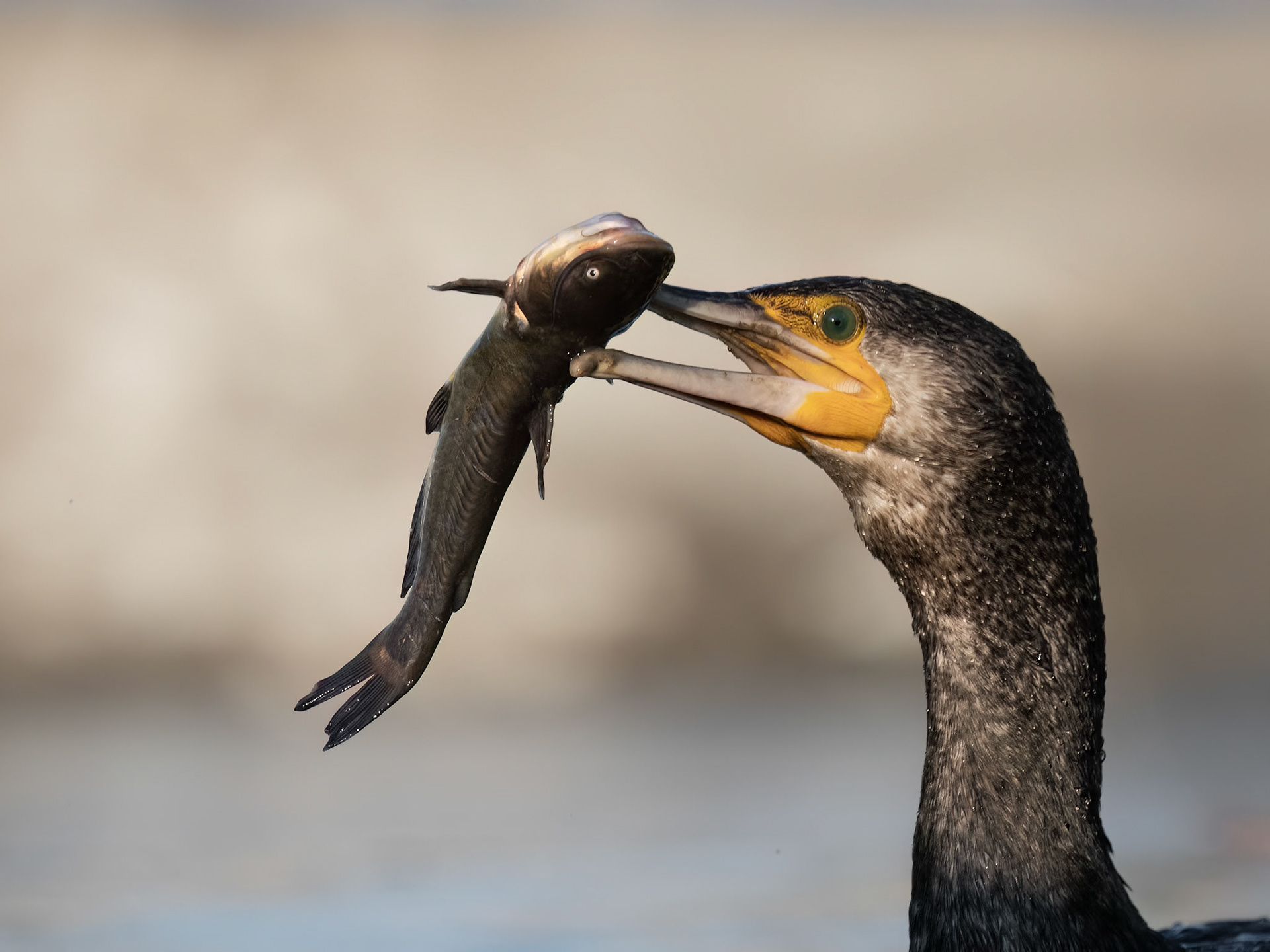 Great Cormorant with catfish