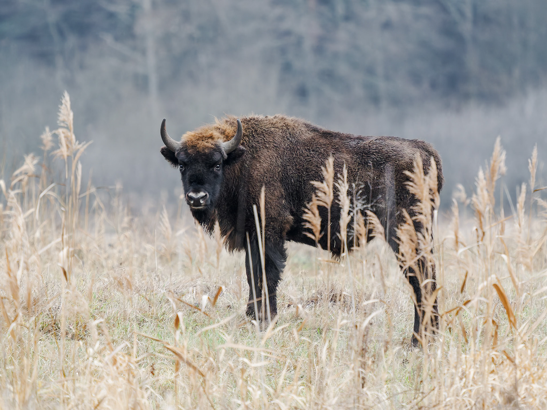 Female European Bison