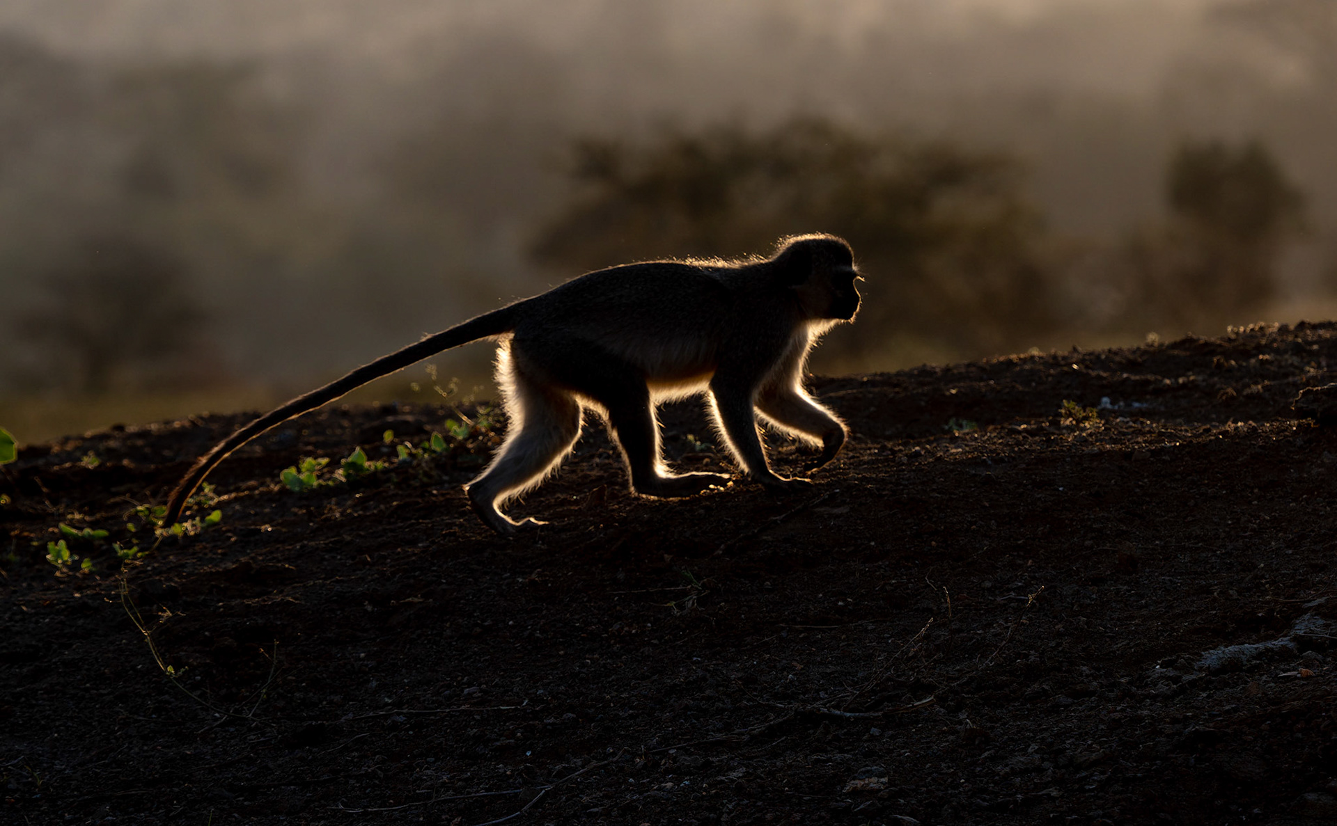 Vervet Monkey backlit
