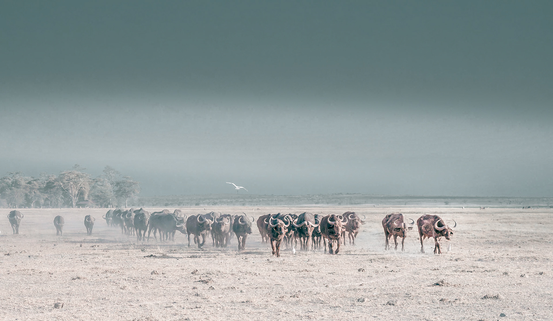 Buffalo herd  creating dust
