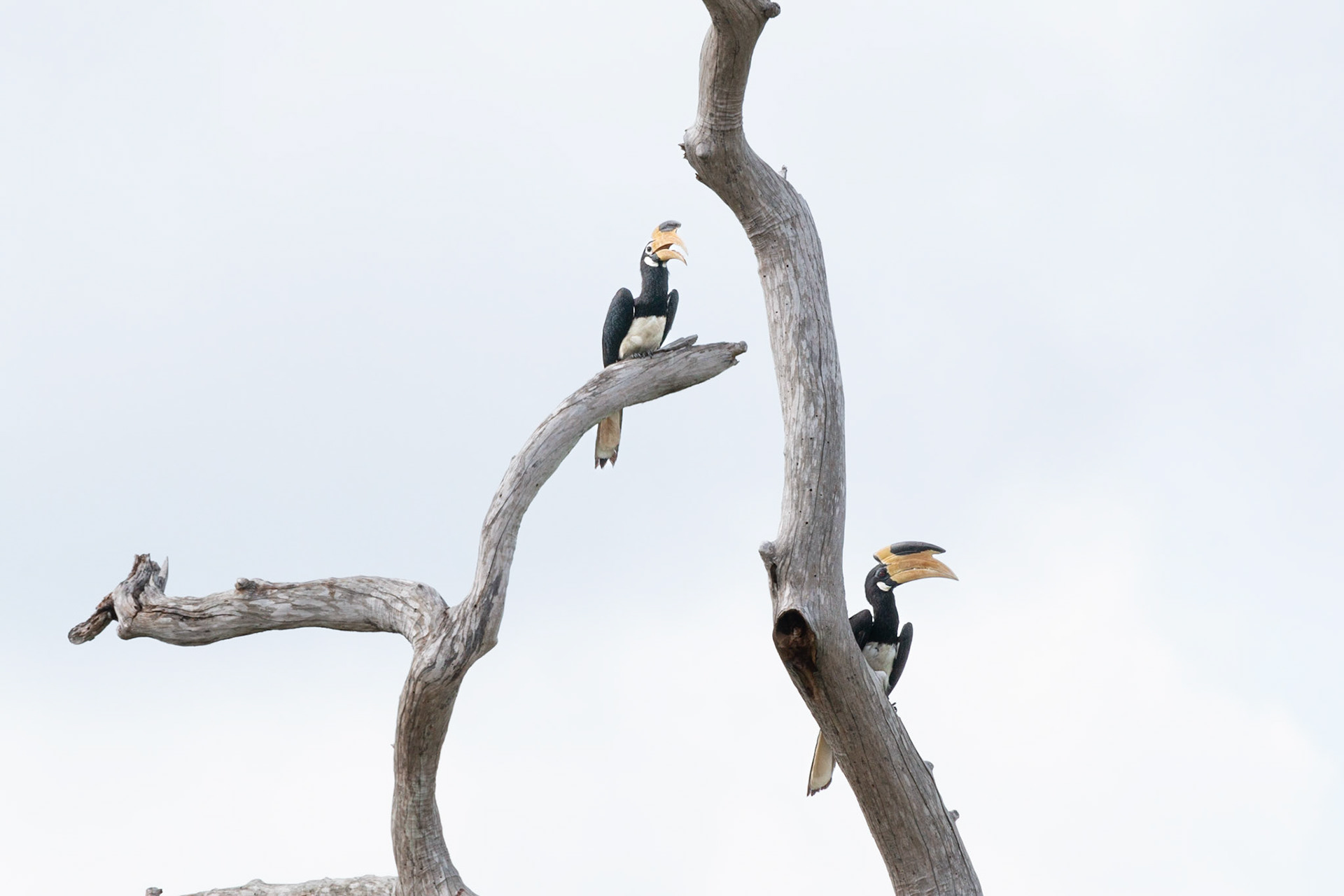 Male and female Malabar Pied Hornbills