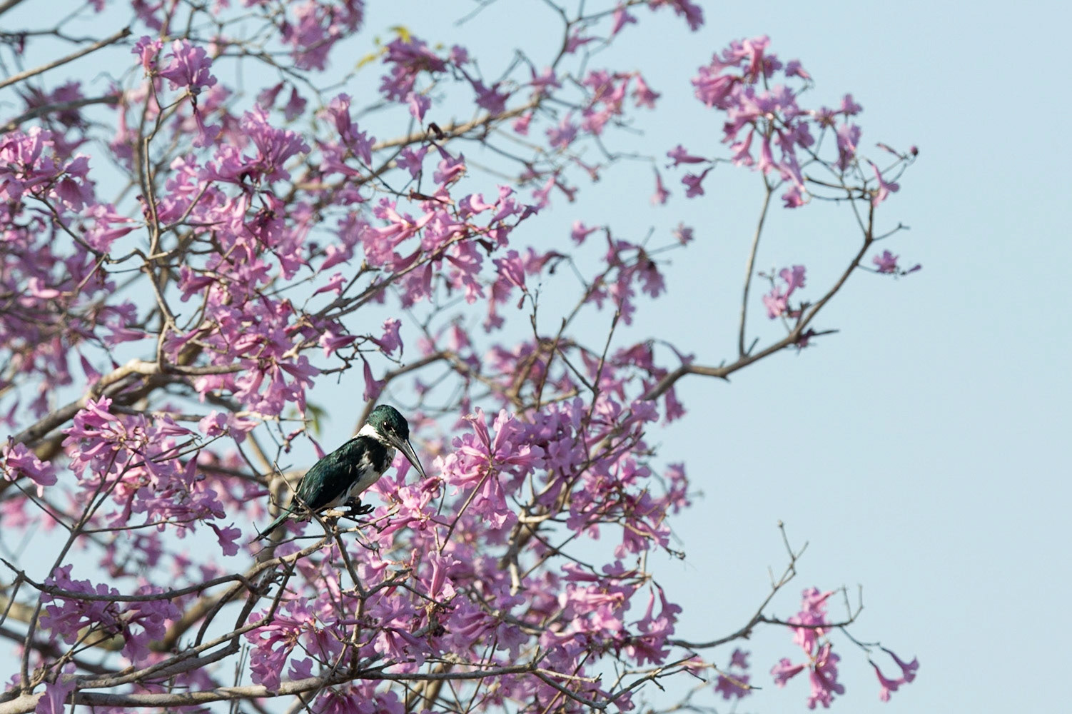 Female Amazon Kingfisher in Ipe tree