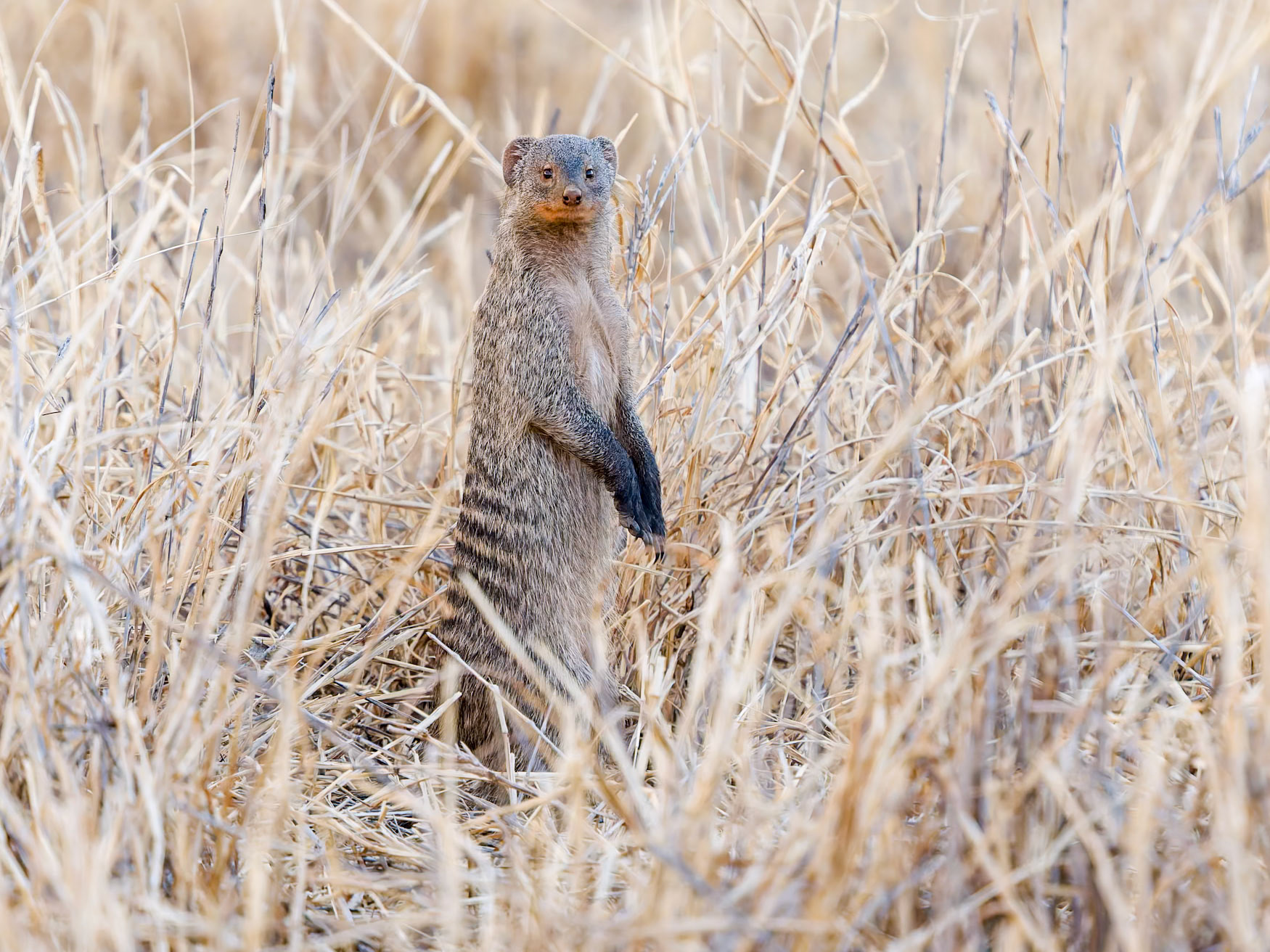 Banded Mongoose