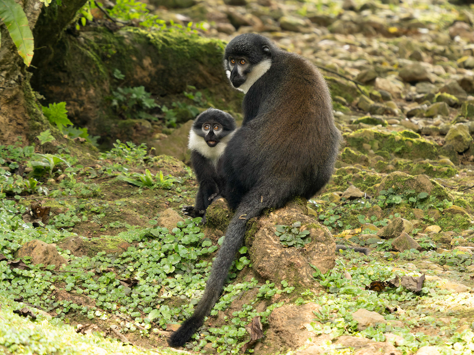 L'Hoest's Monkeys, adult and juvenile