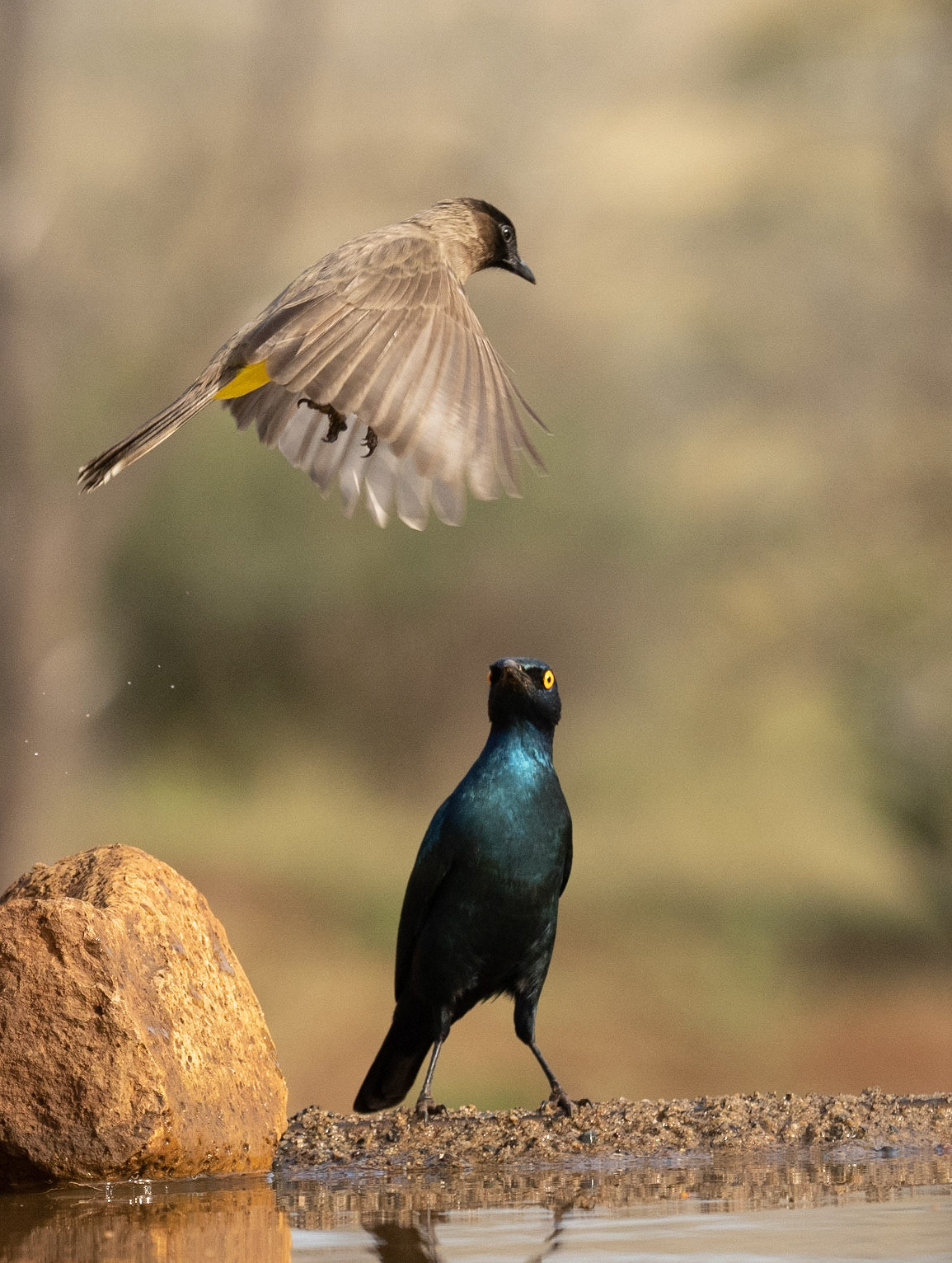 Dark-capped Bulbul and Starling