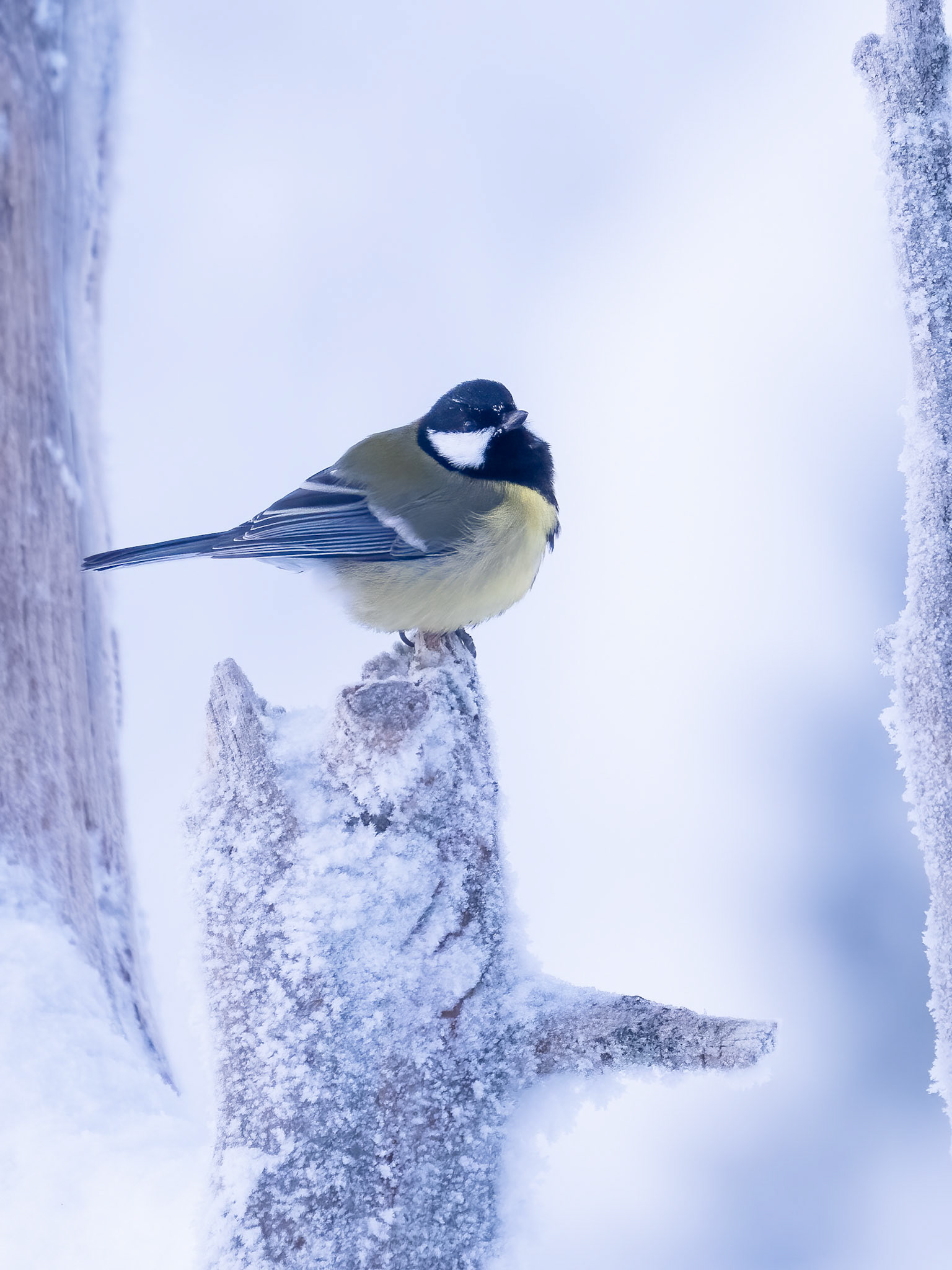 Great Tit