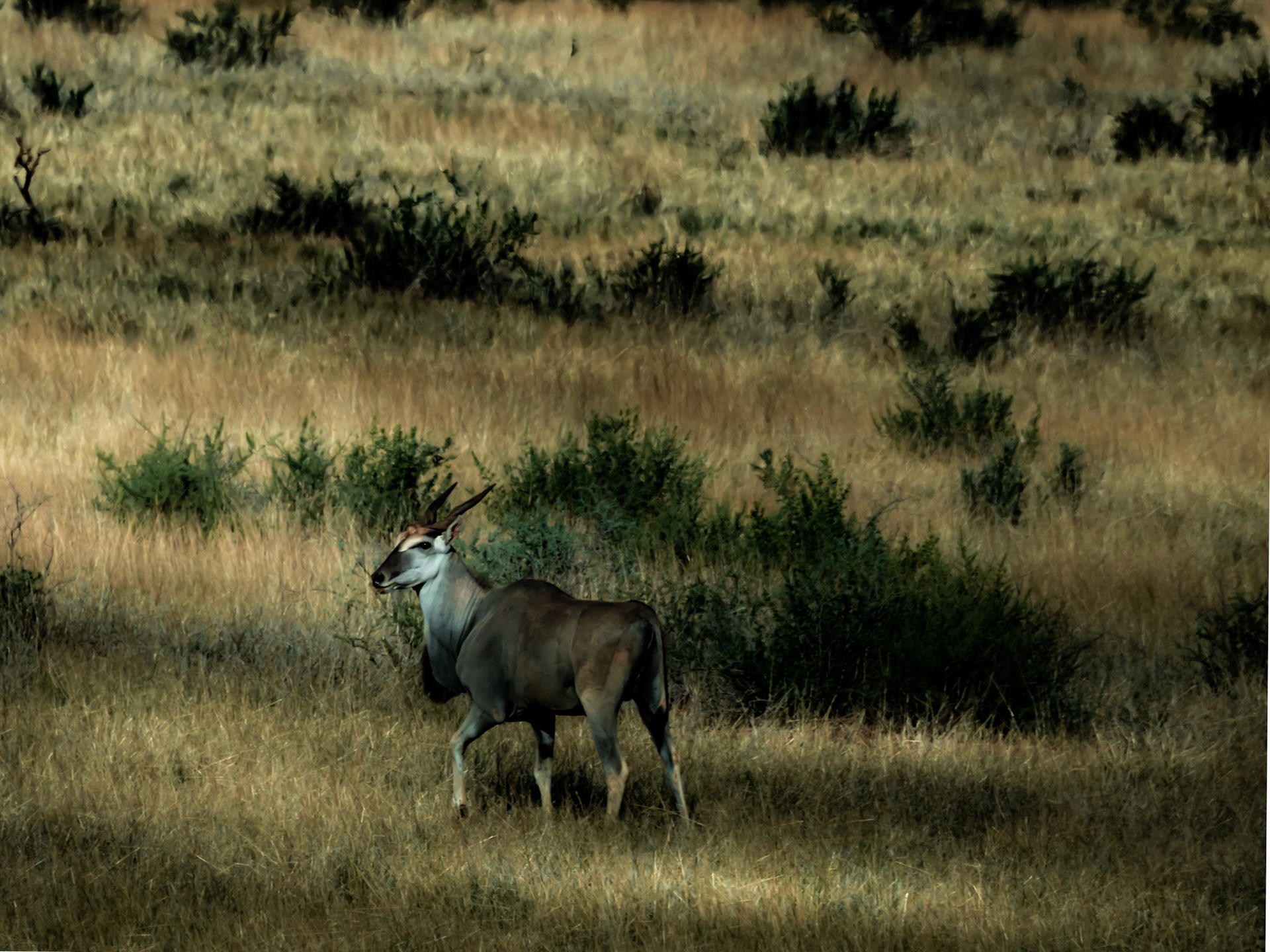 Kudu