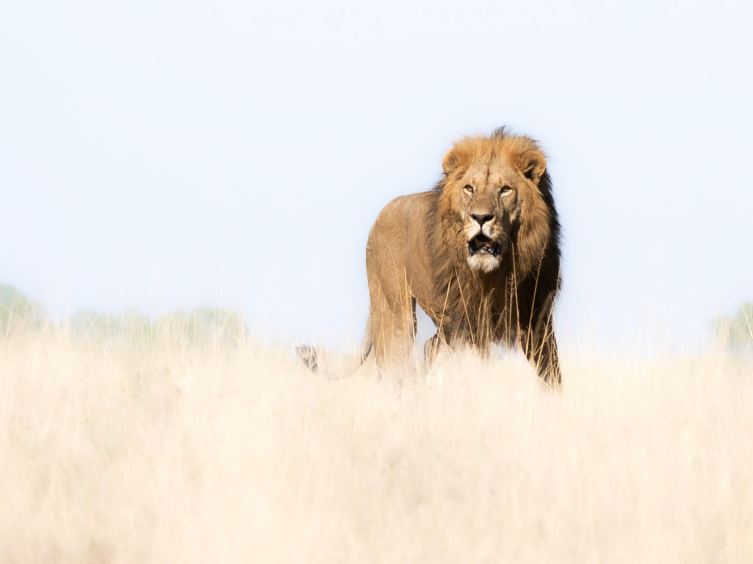 Male Lion