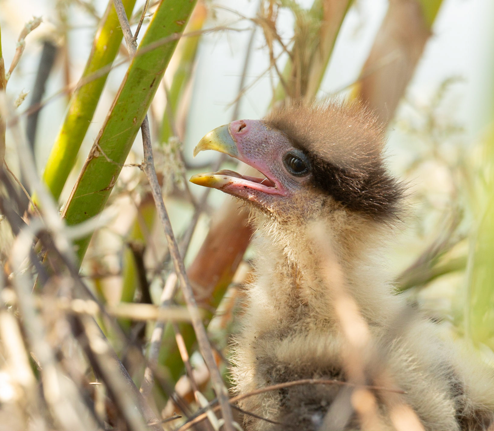 Caracara chick in nest