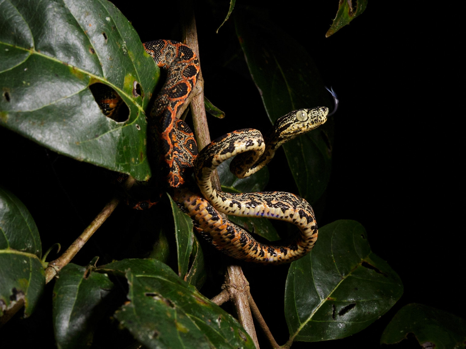Amazon Tree Boa
