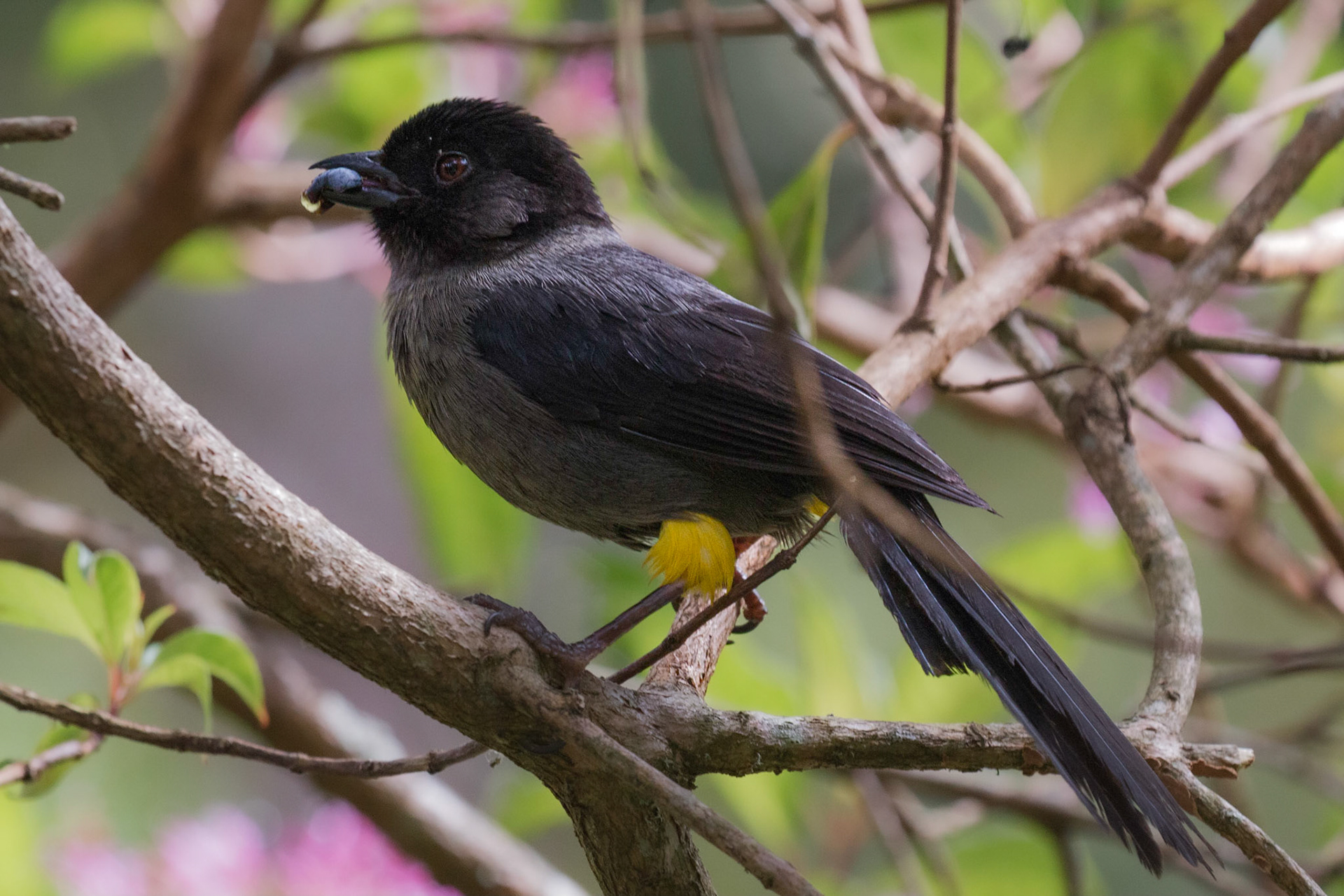 Yellow-thighed Finch