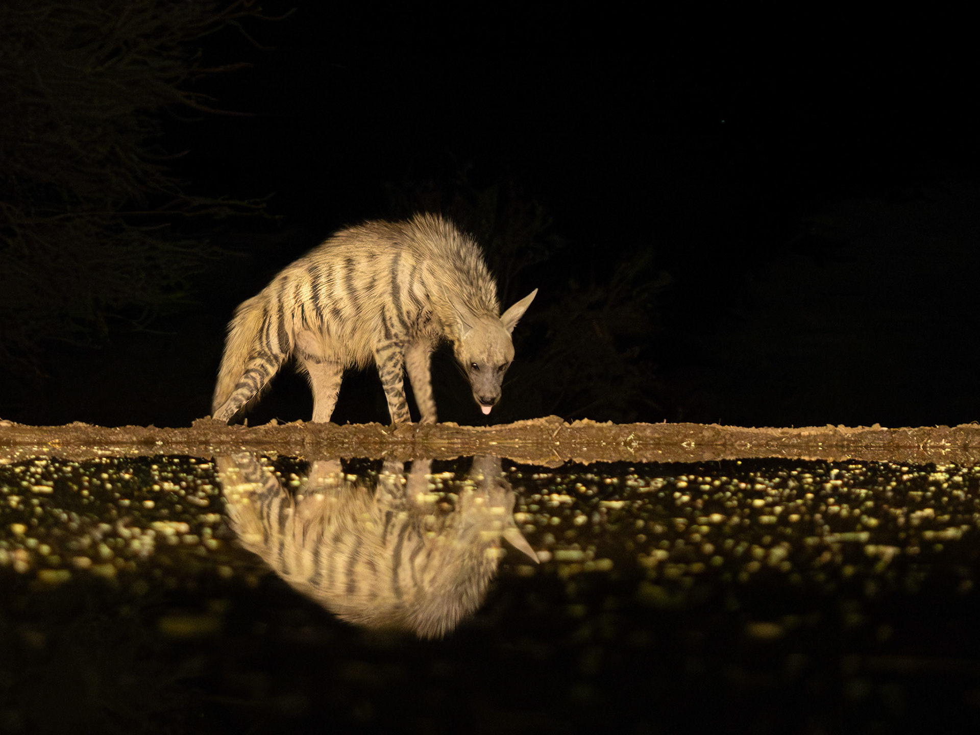 Striped Hyena approaching waterhole