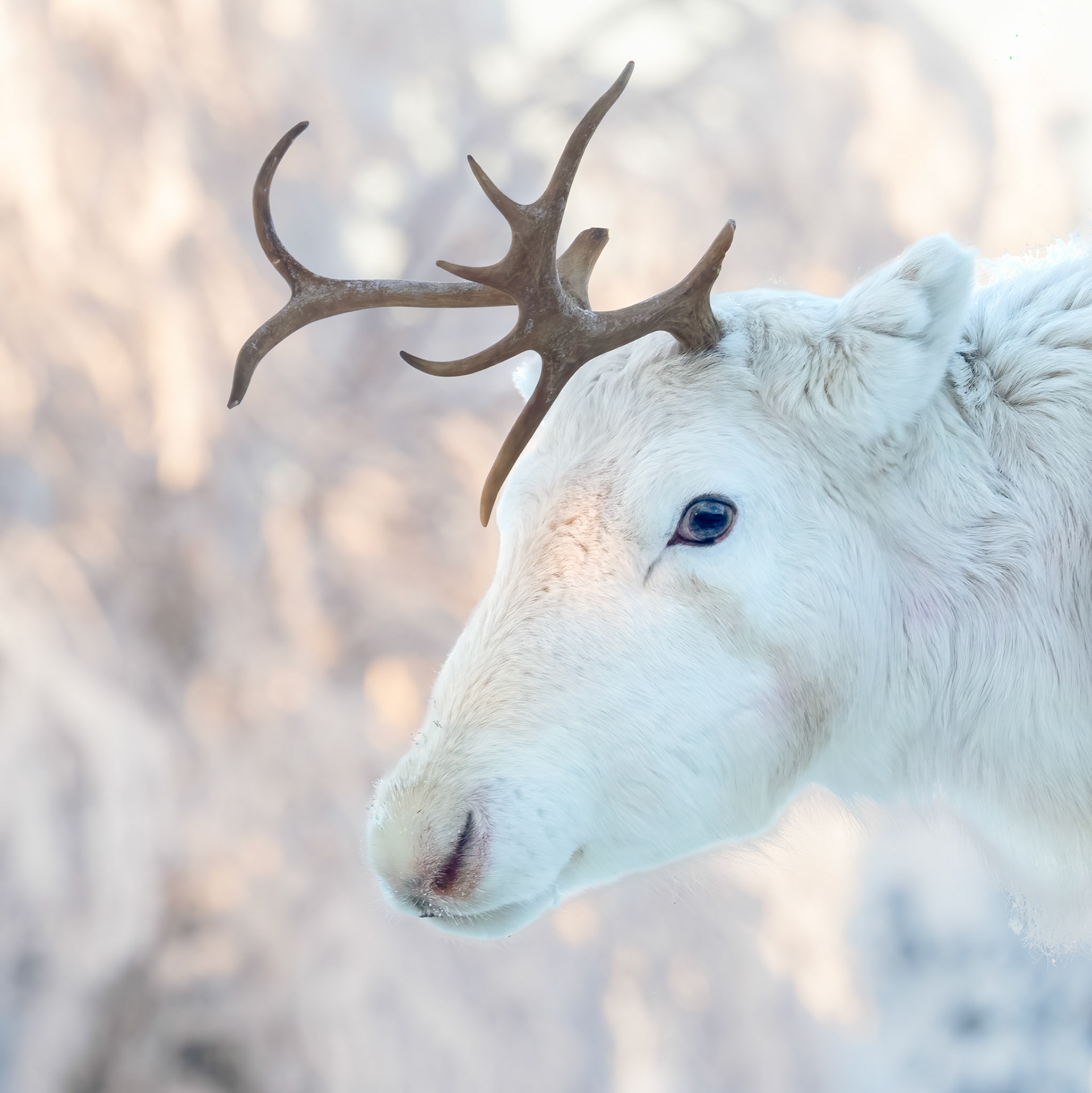 Albino Reindeer