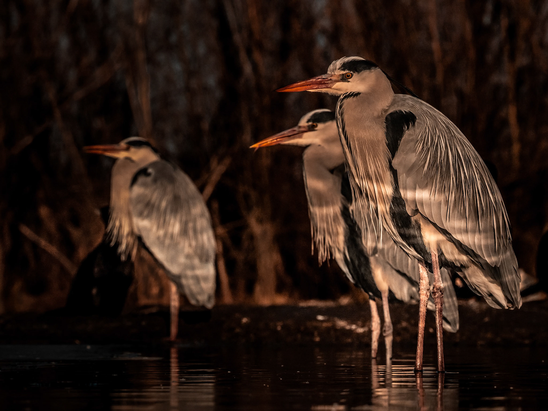 Grey Herons on dappled light