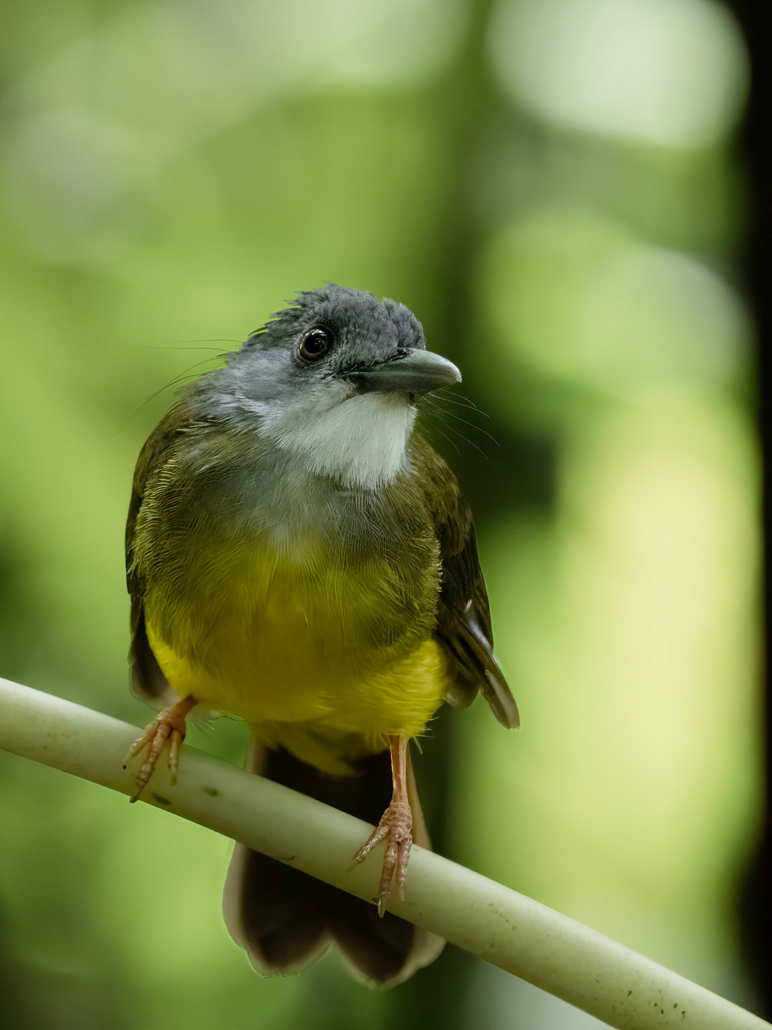 Yellow Bellied Bulbul