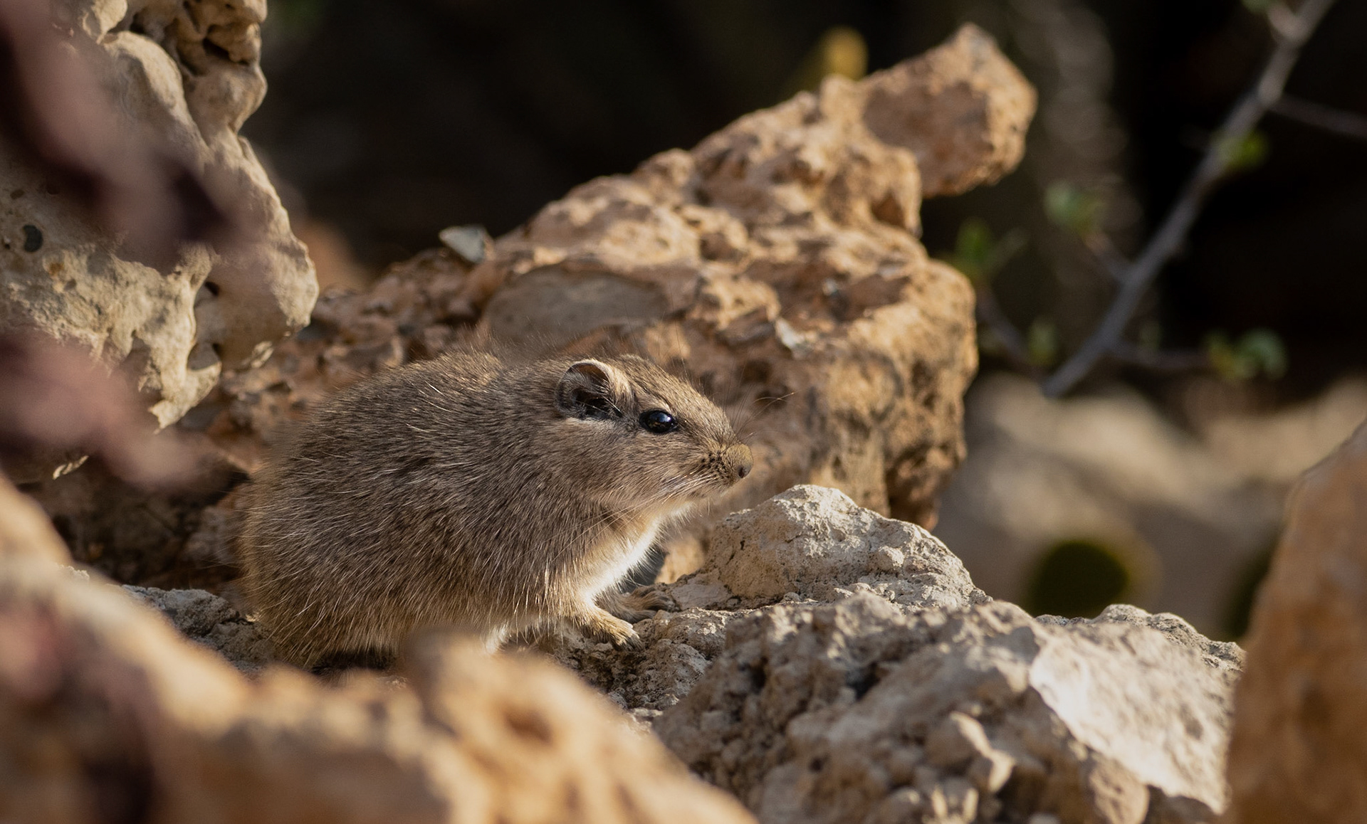 Dassie Rat aka Hirax