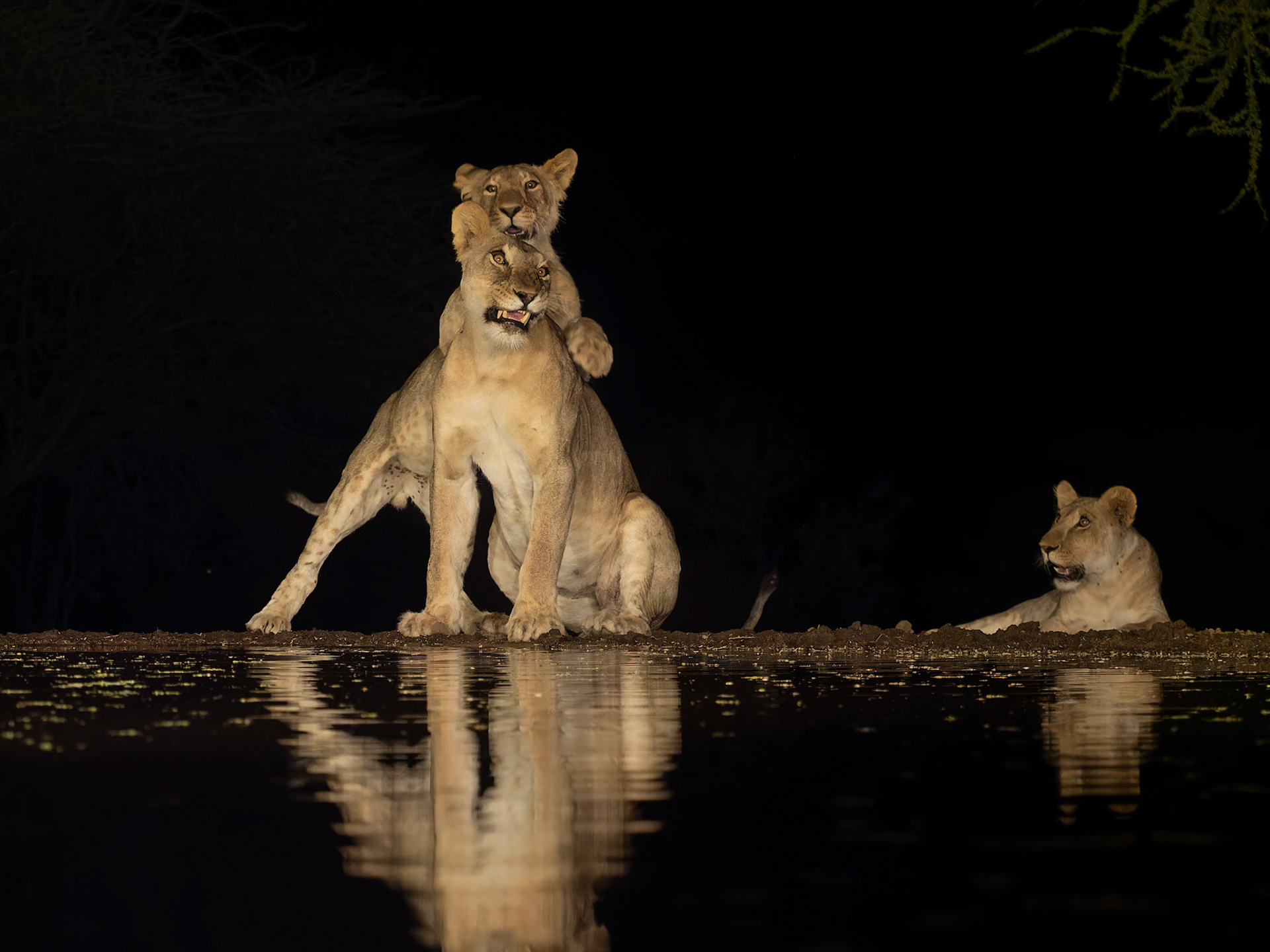 Lion cub playing with mother