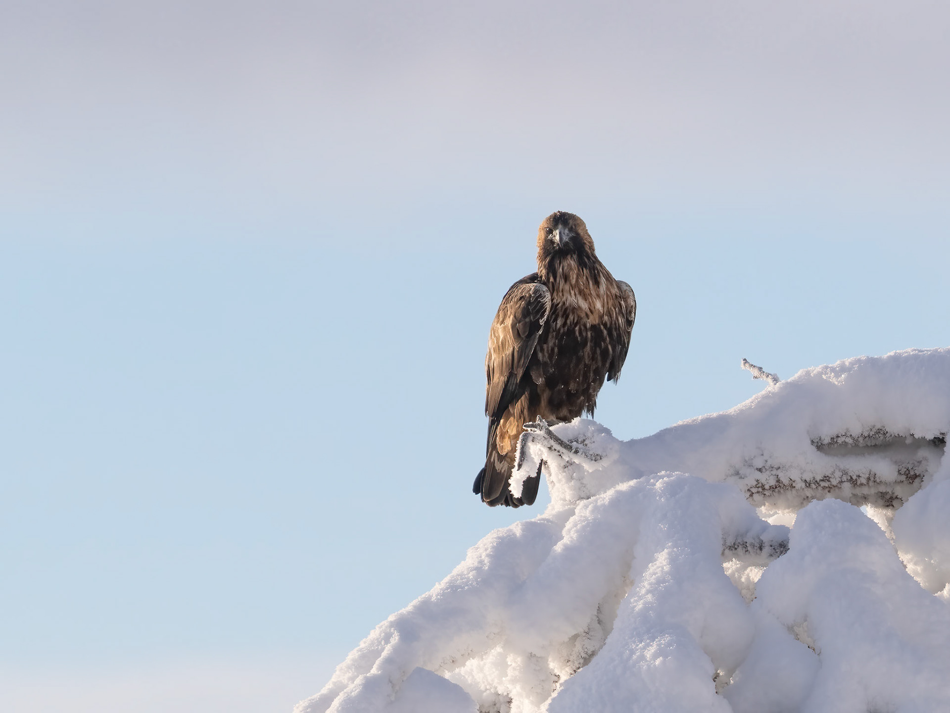 Golden Eagle - female