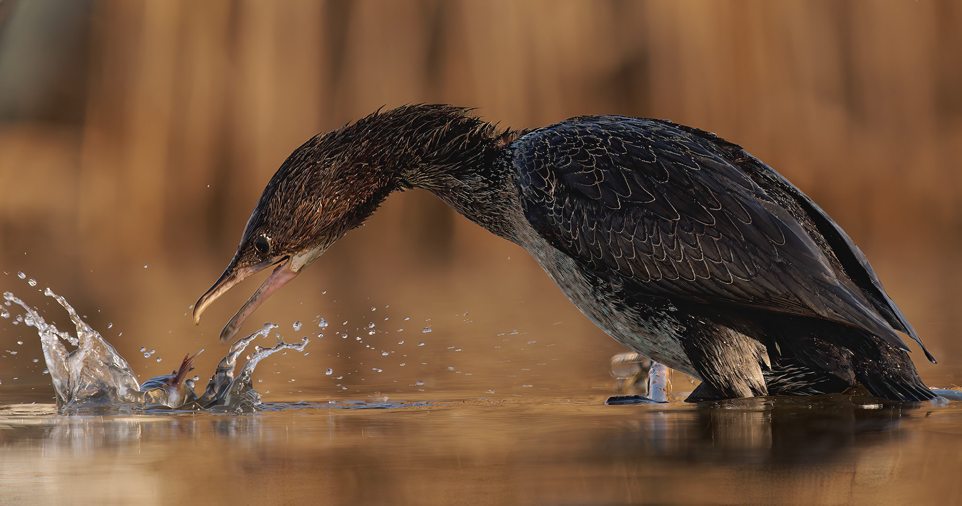 Great Cormorant dropped fish