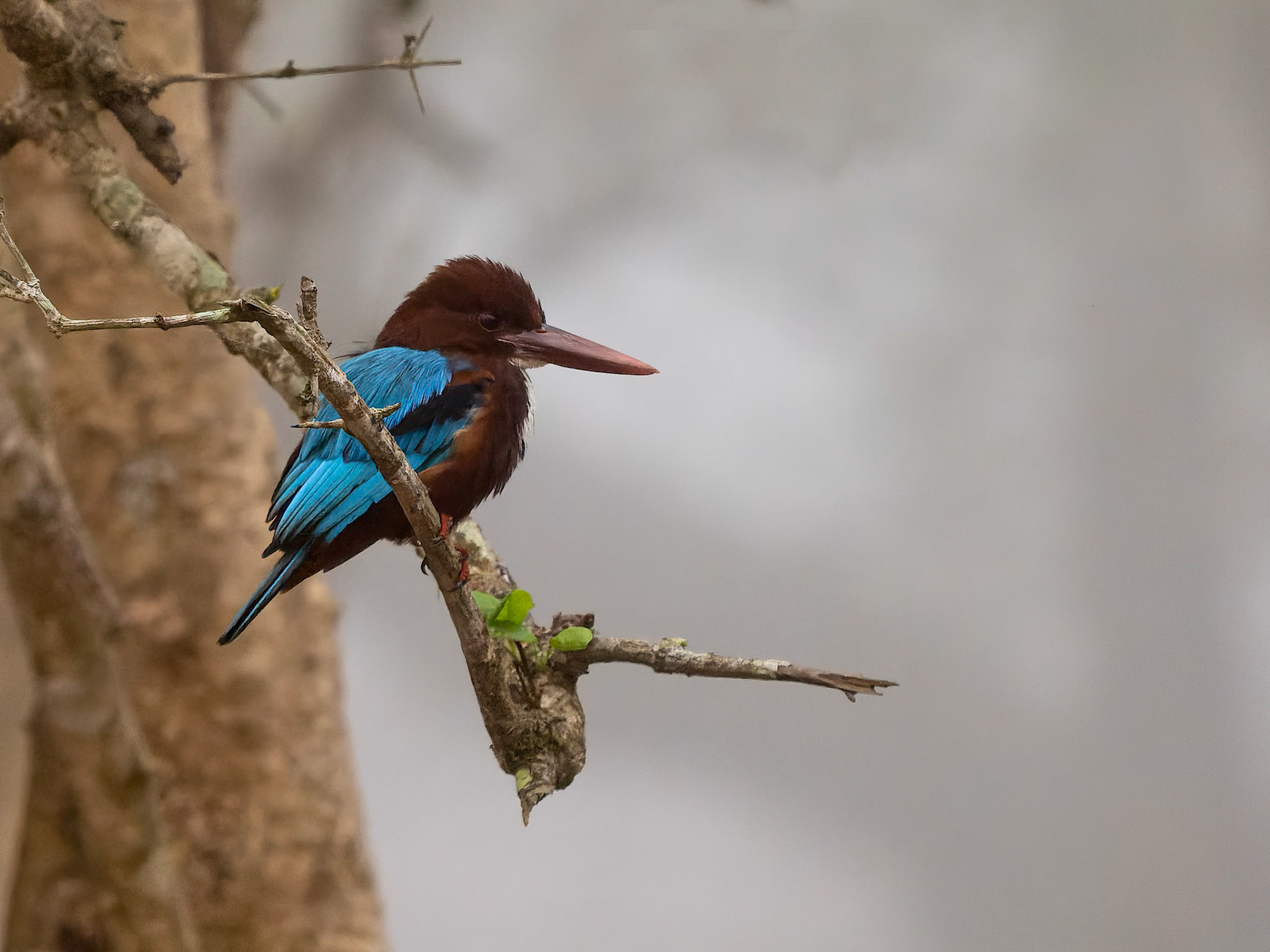 White Throated kingfisher on a foggy morning