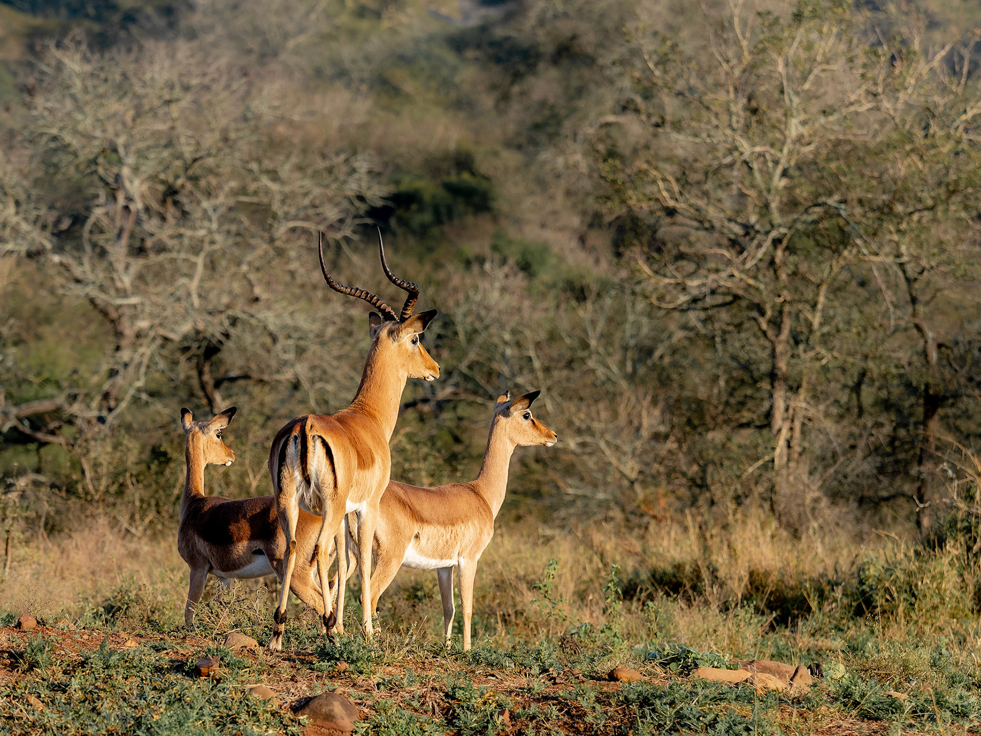 Impala watching a lioness