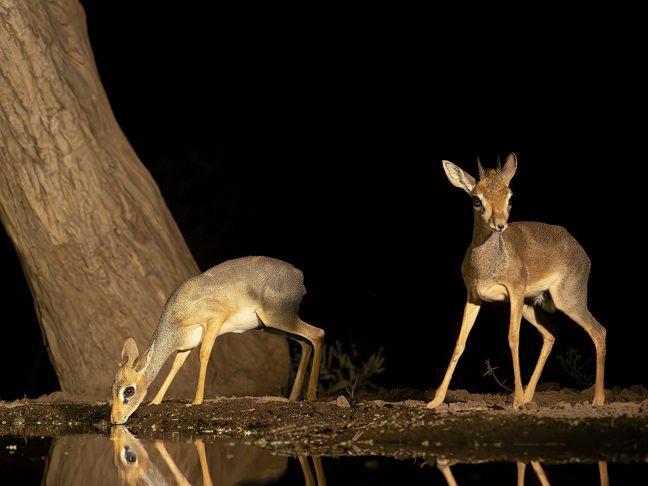 Male and female Dikdik
