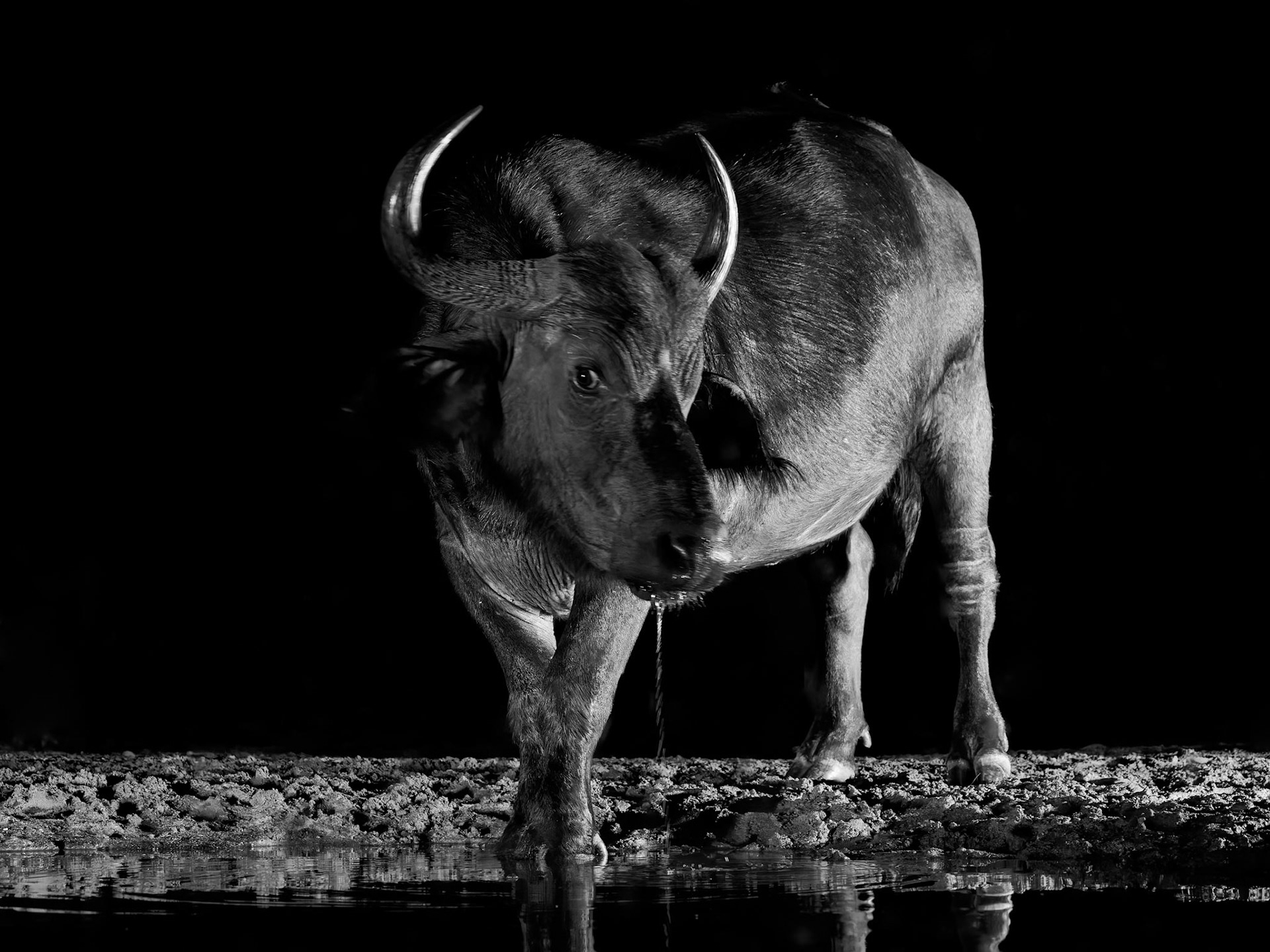 Cape Buffalo at drinking pool at night