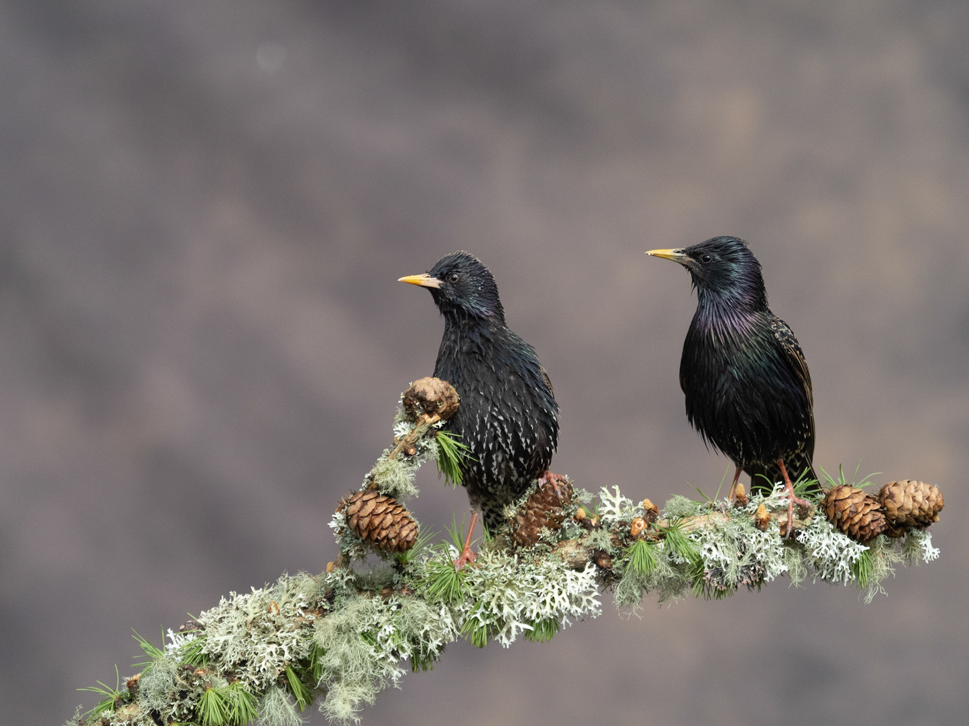 Two Starlings ( Sturnus vulgaris)