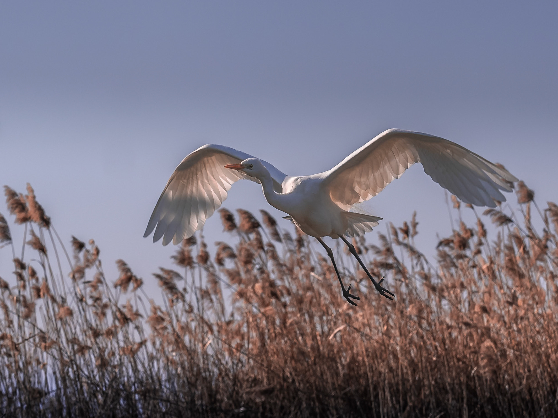 Great Egret