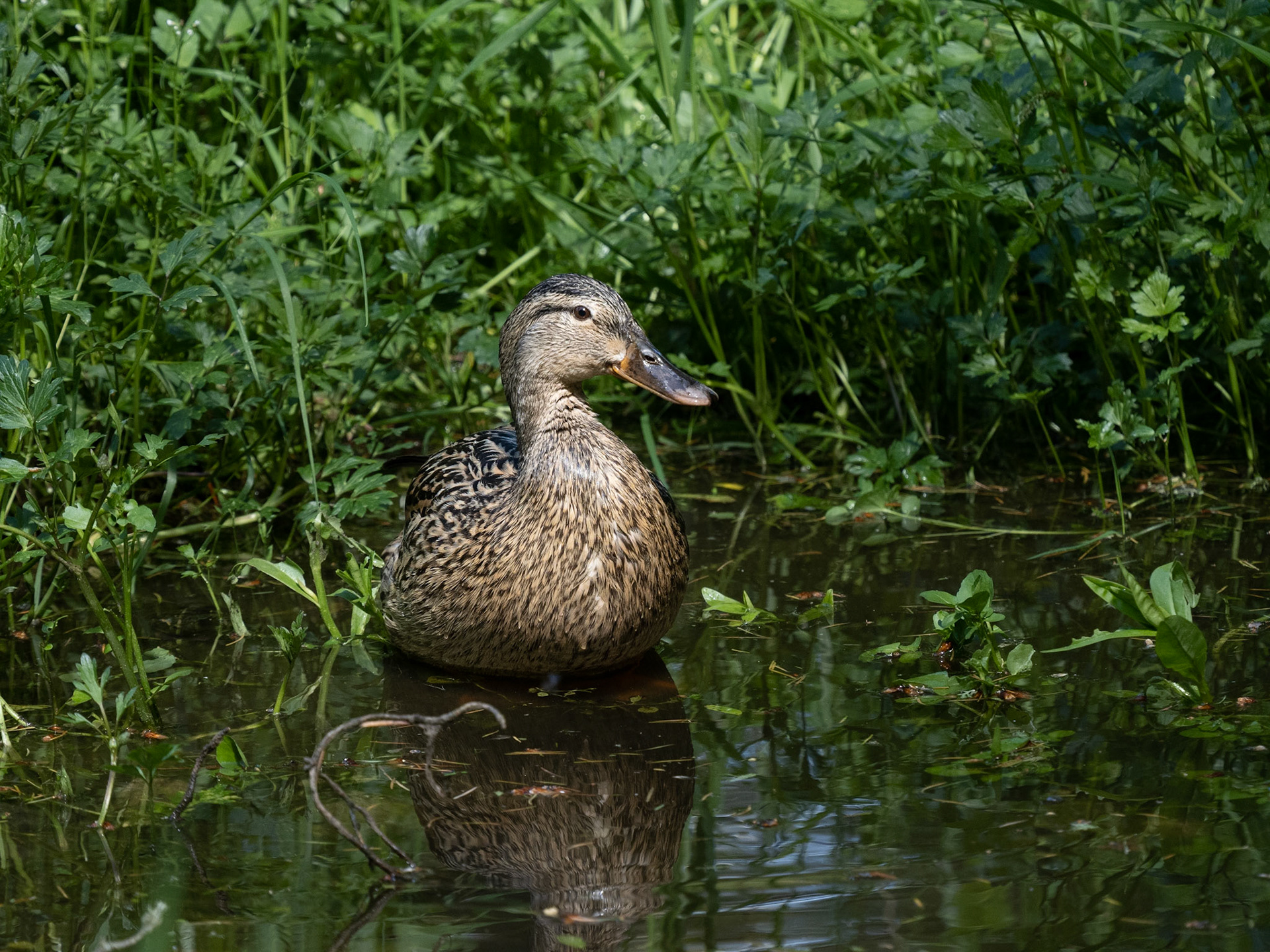 Female Mallard