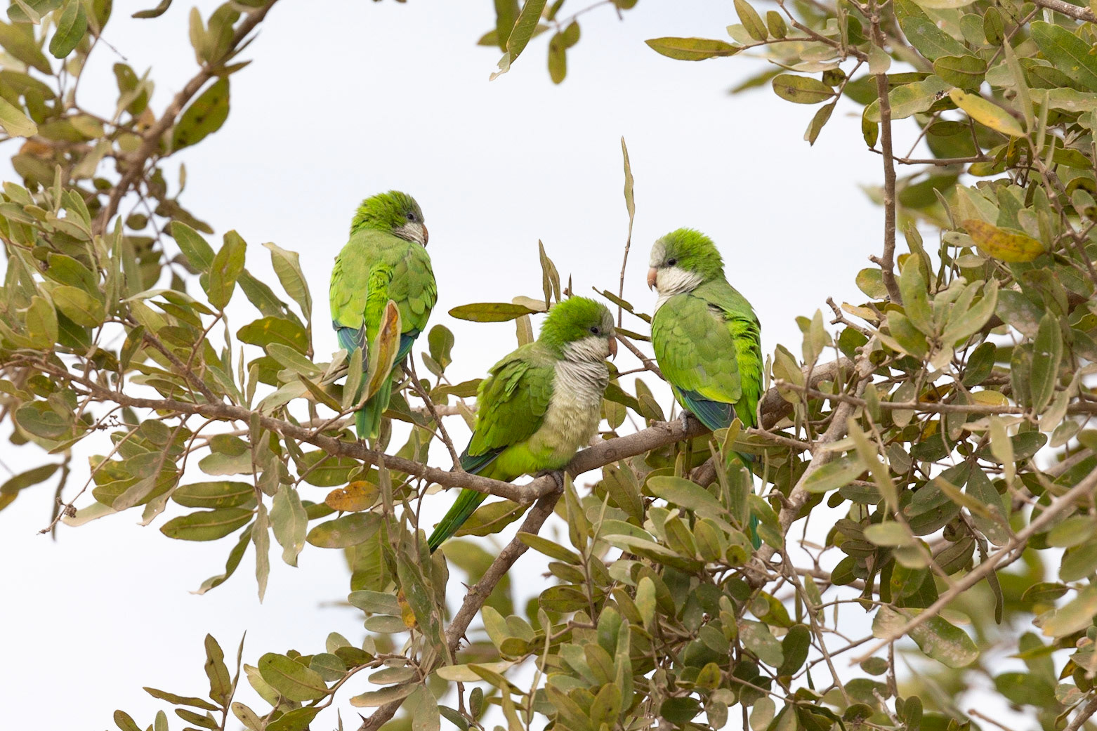 Monk Parakeets