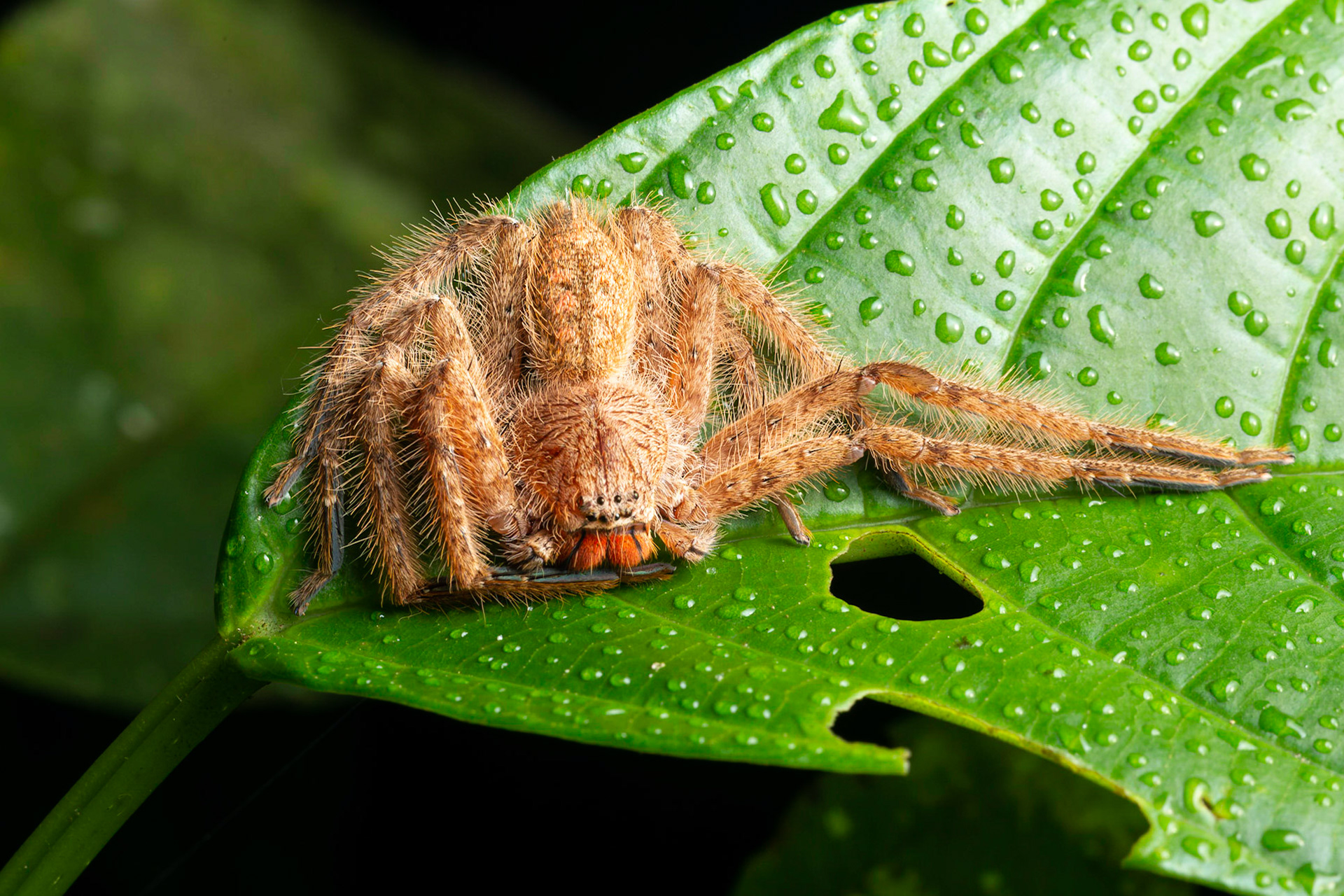 Huntsman Spider (Heteropoda davidbowie)