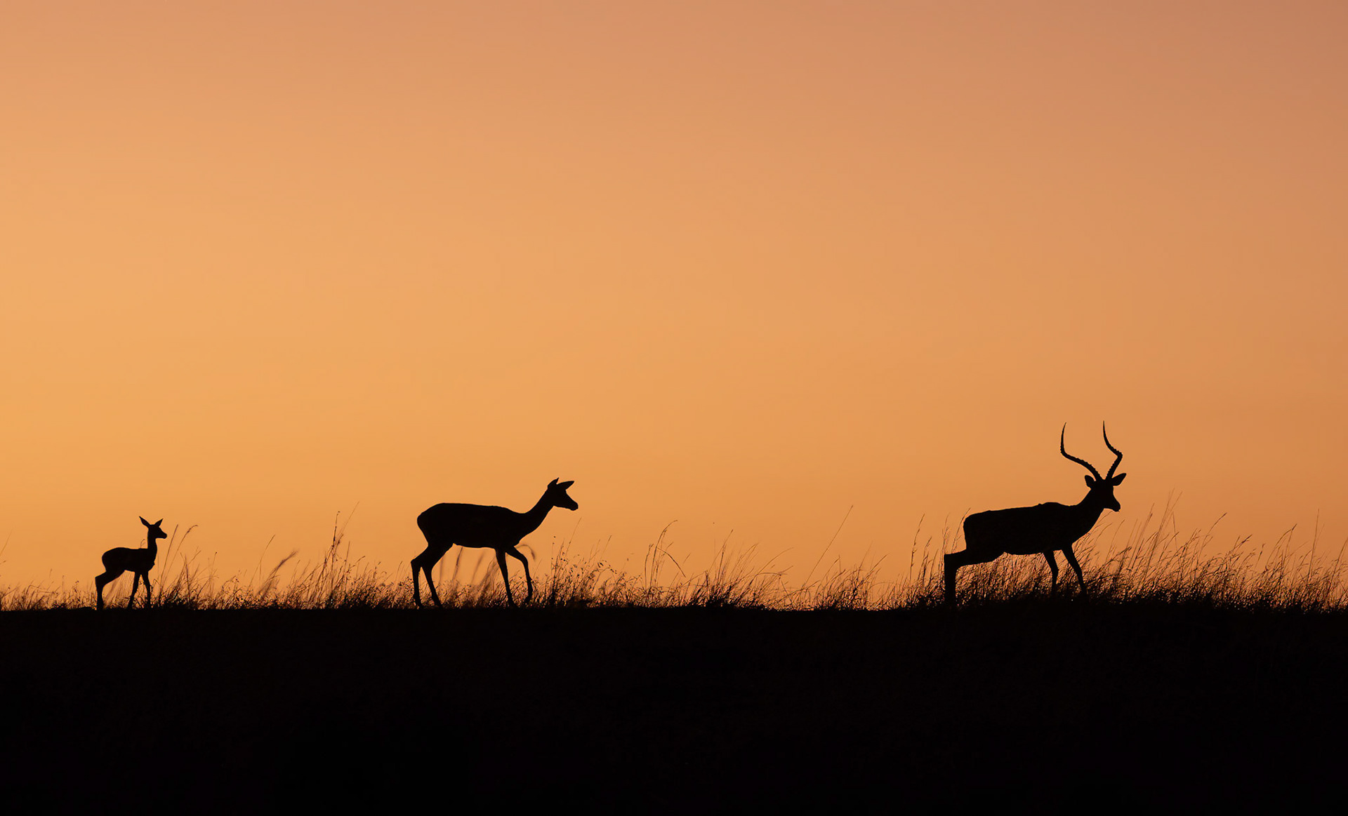 Family of Impala