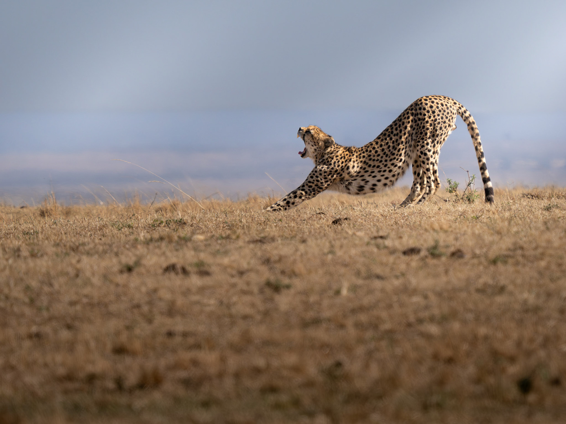 Stretching Cheetah