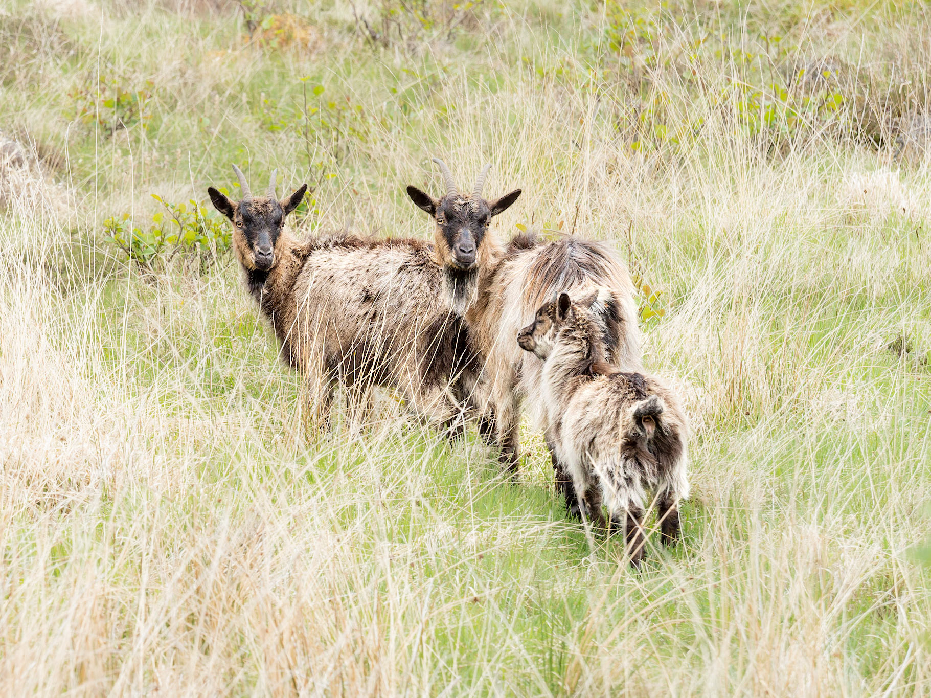 Feral Goats