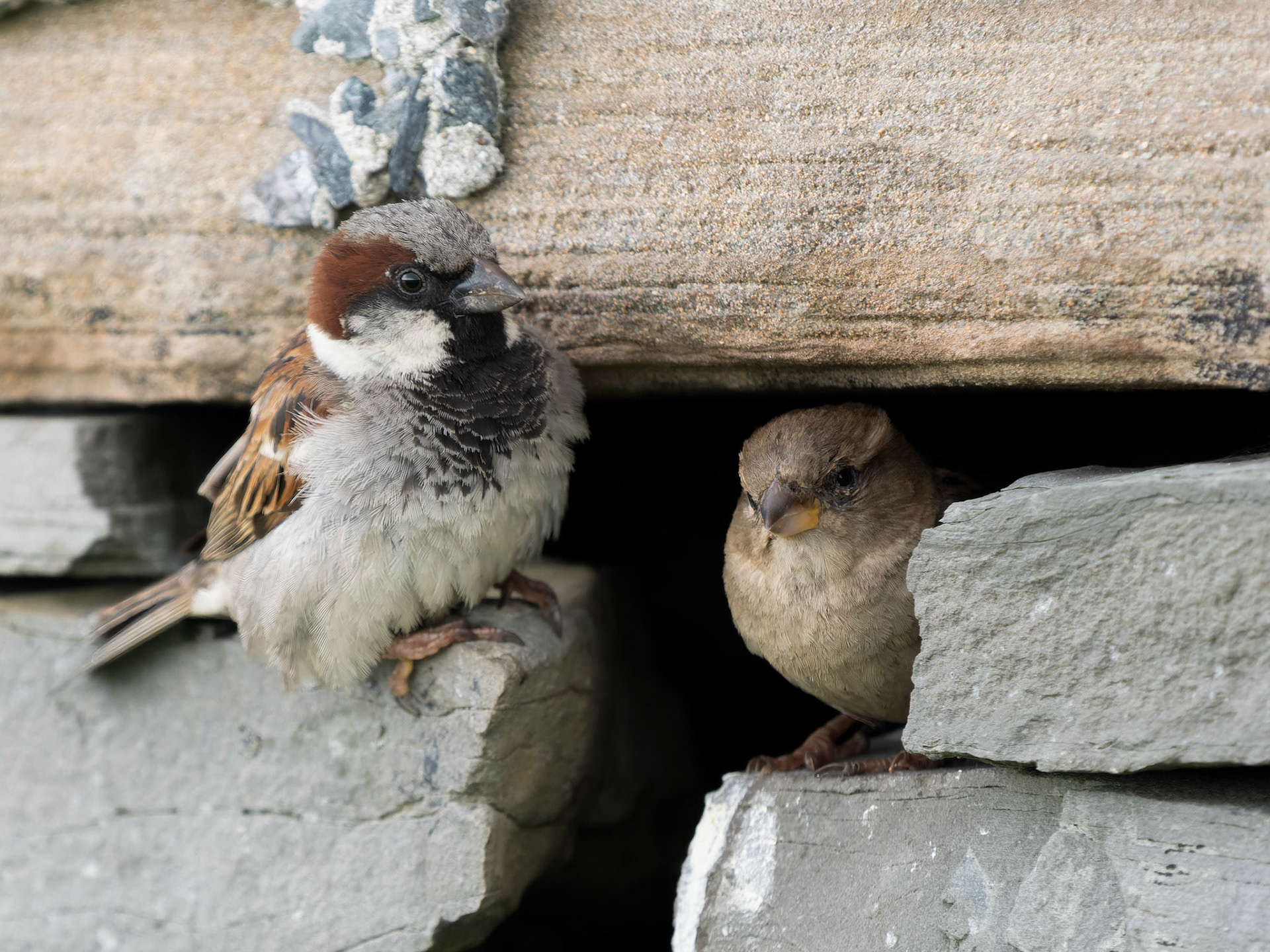House Sparrow with young