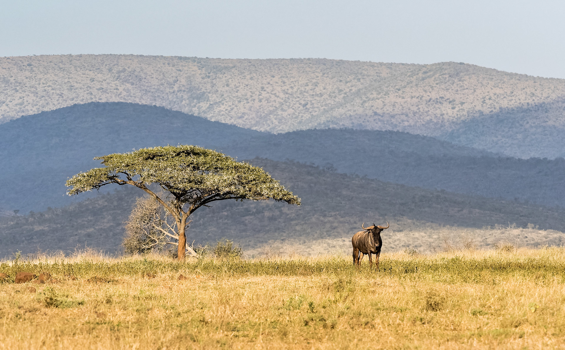 Wildebeest
