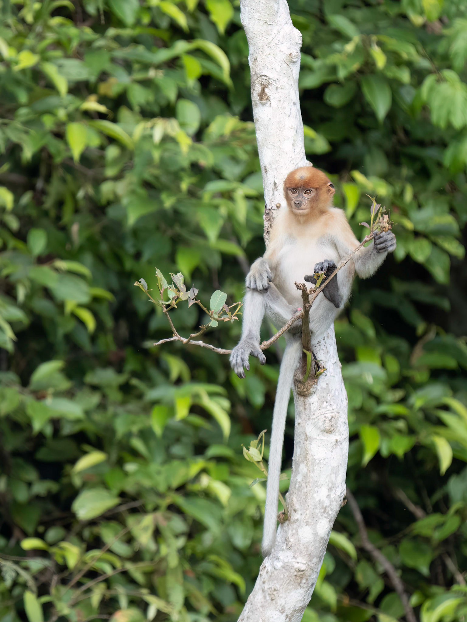 Young Proboscis Monkey