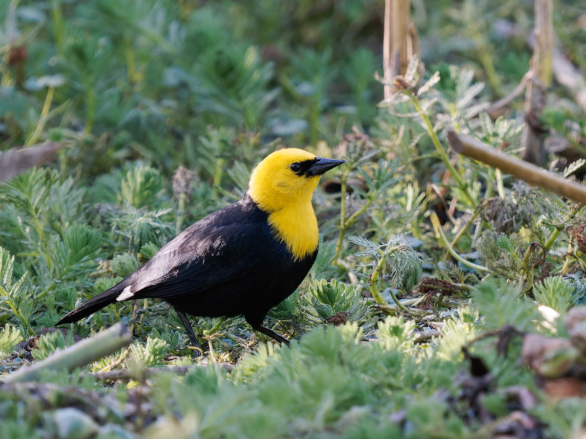 Yellow -hooded blackbird
