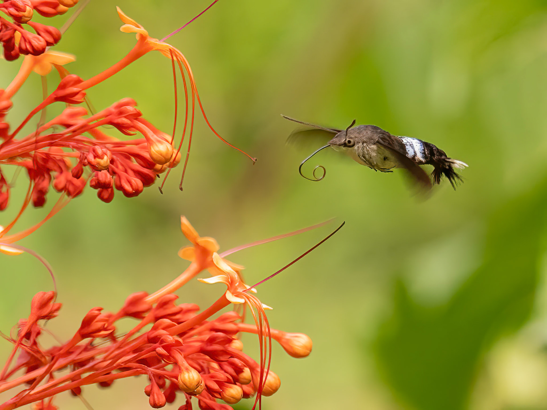 Hummingbird Hawk Moth, Macroglossum trachilus
