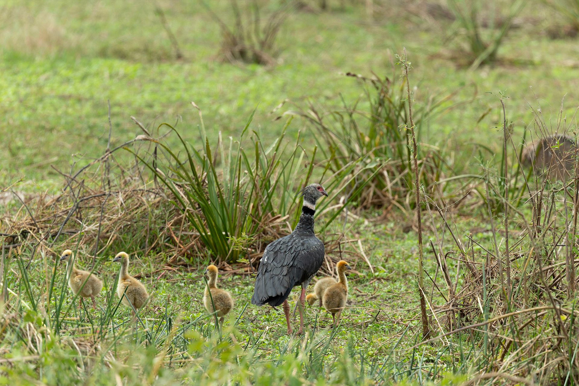 Southern Screamer with young