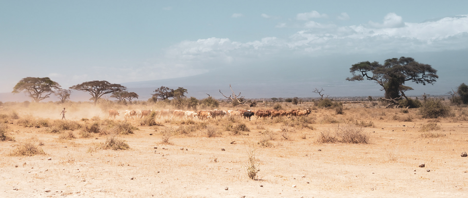 Masai with cattle