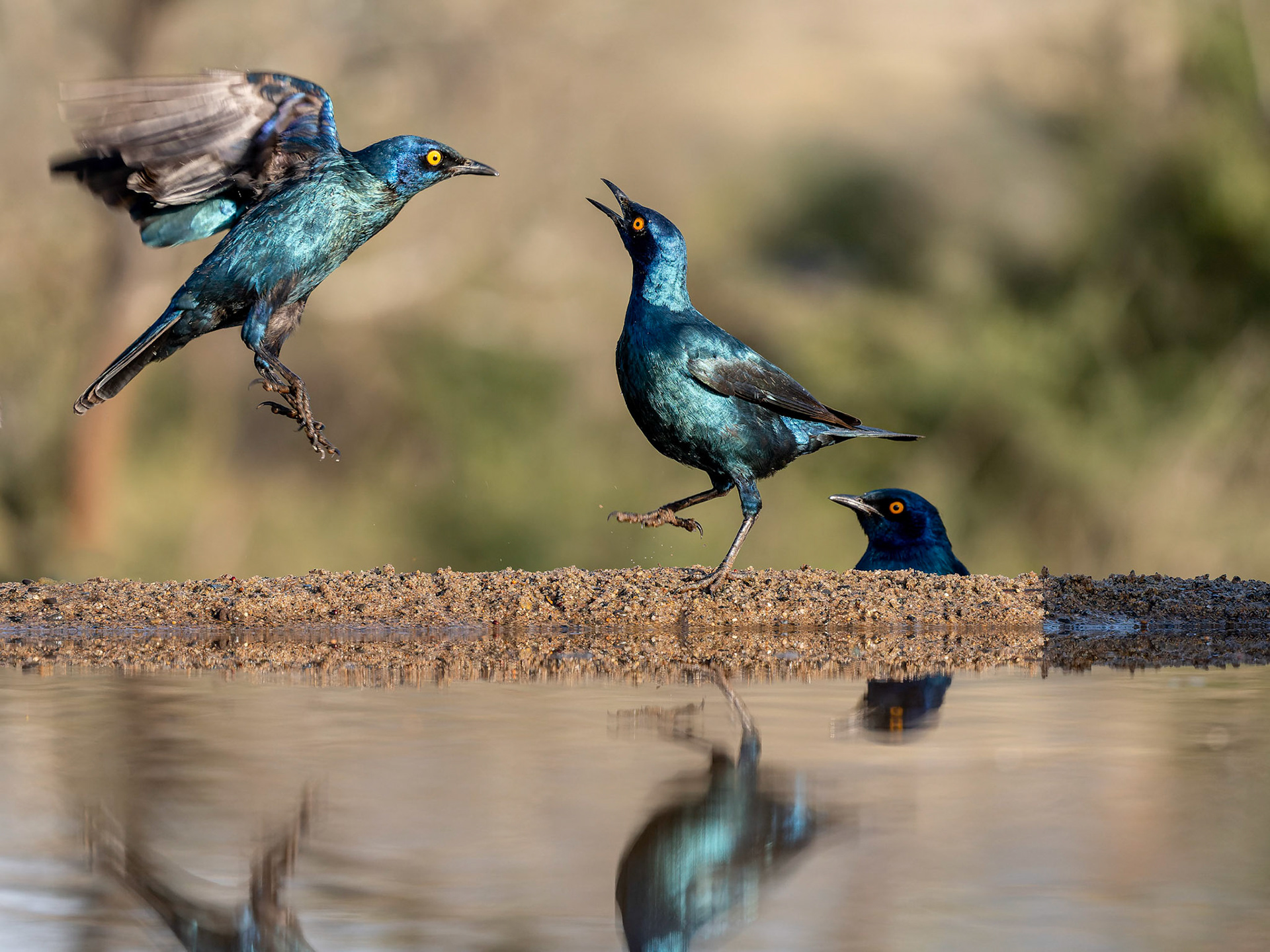 Glossy Starlings (Lamprotornis chalybaeus)